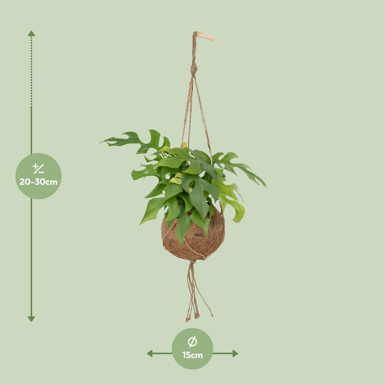 Kokodama Monstera Minima Hang (8720634284622)