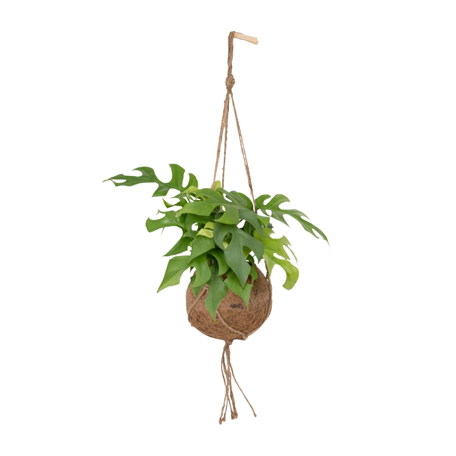Kokodama Monstera Minima Hang (8720634284622)