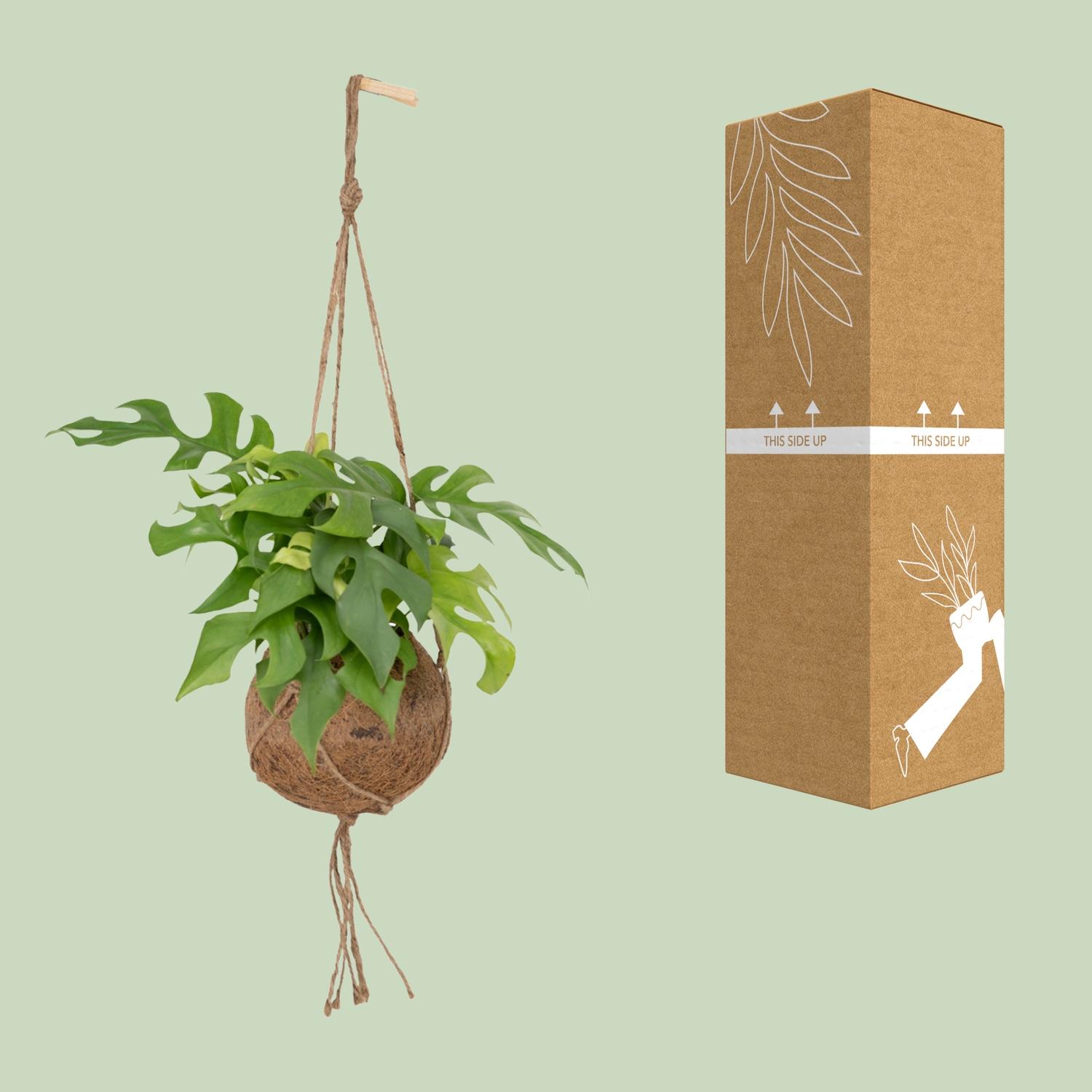 Kokodama Monstera Minima Hang (8720634284622)