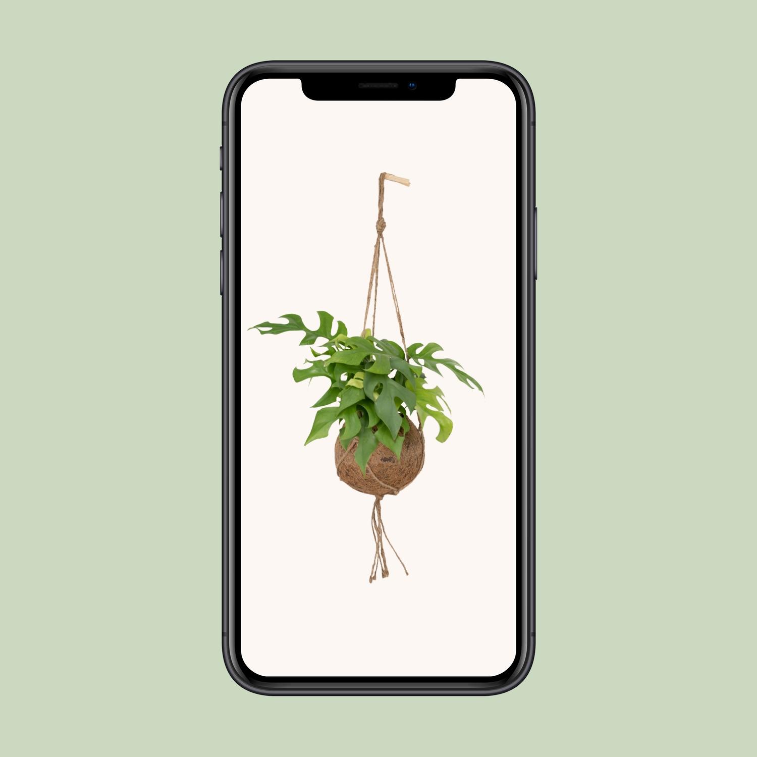 Kokodama Monstera Minima Hang (8720634284622)
