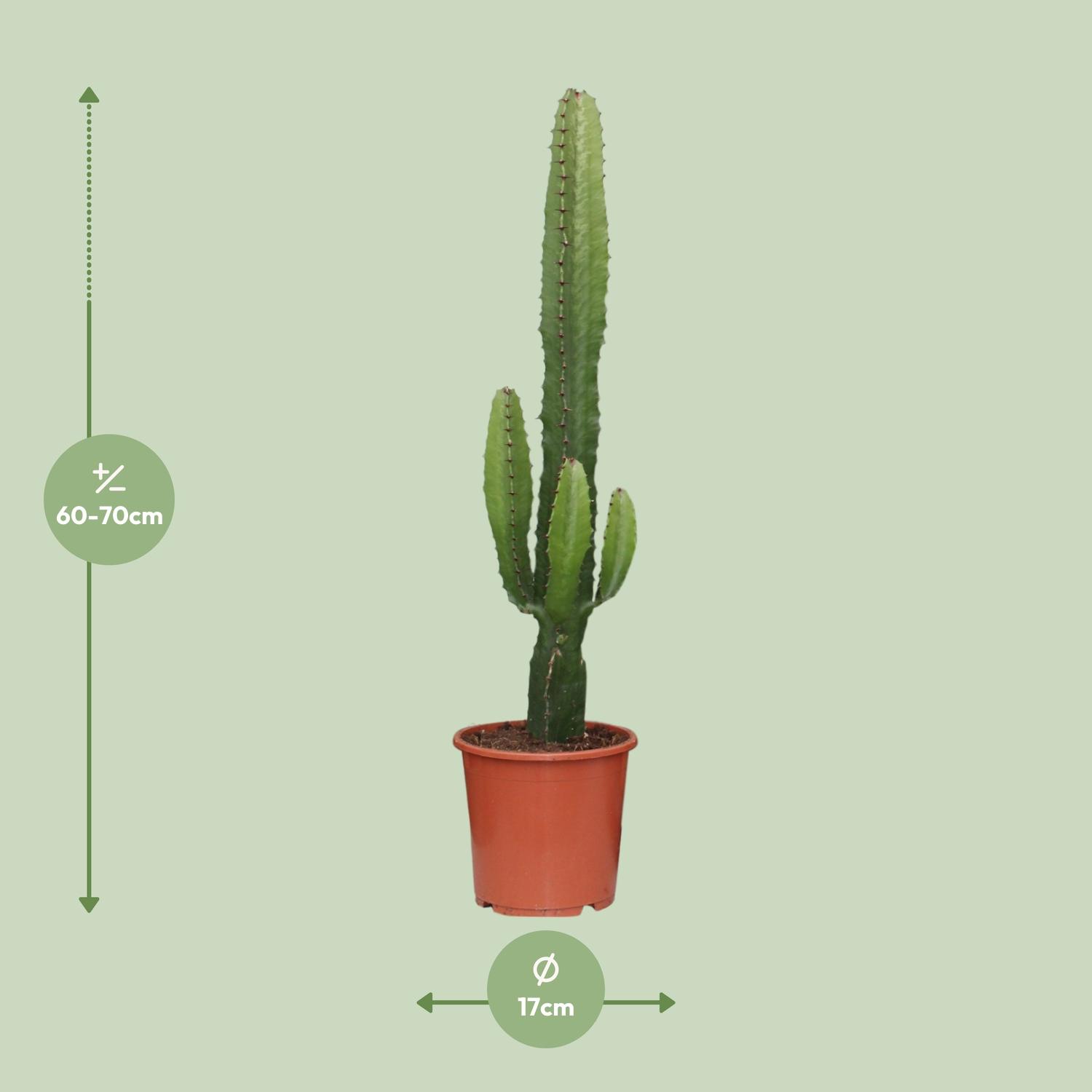 Euphorbia Acrurensis (8720634284585)