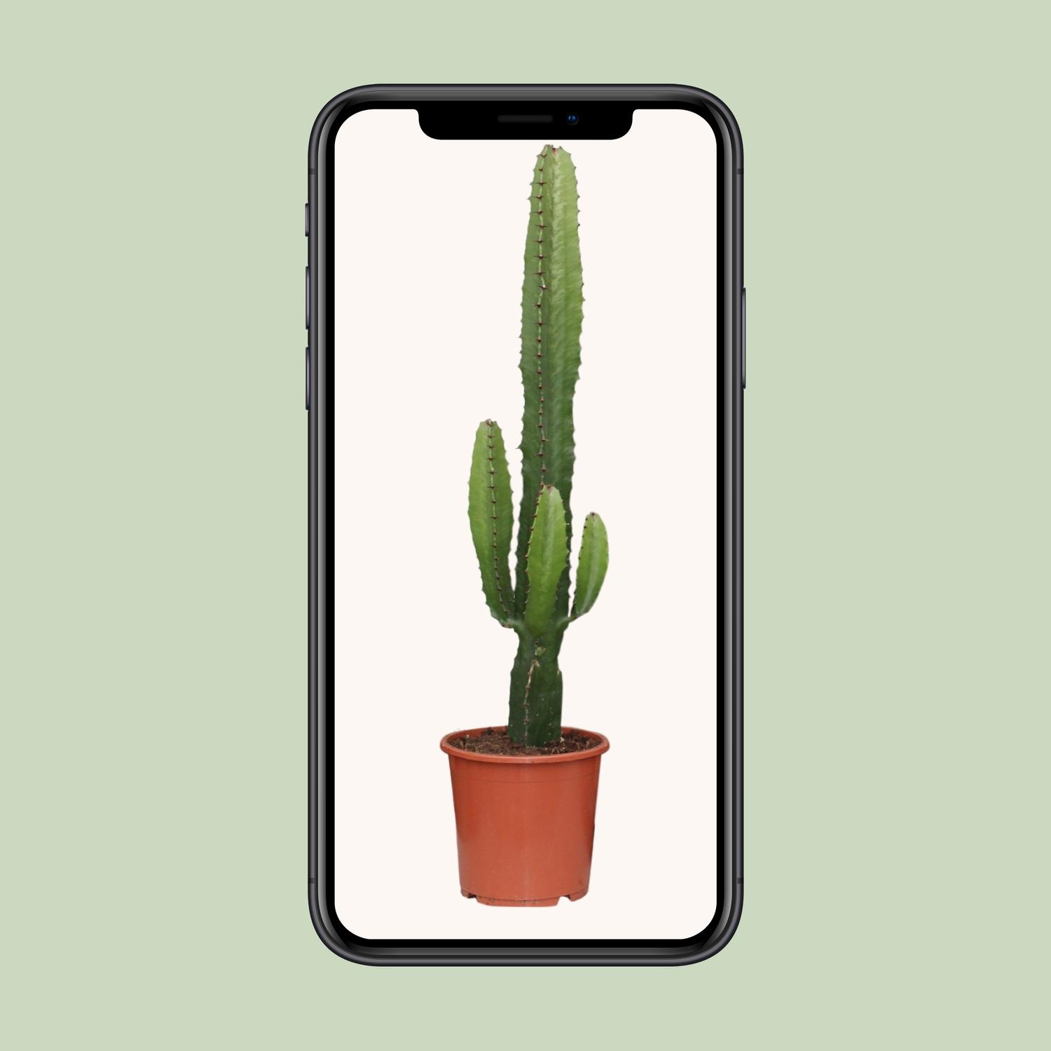 Euphorbia Acrurensis (8720634284585)