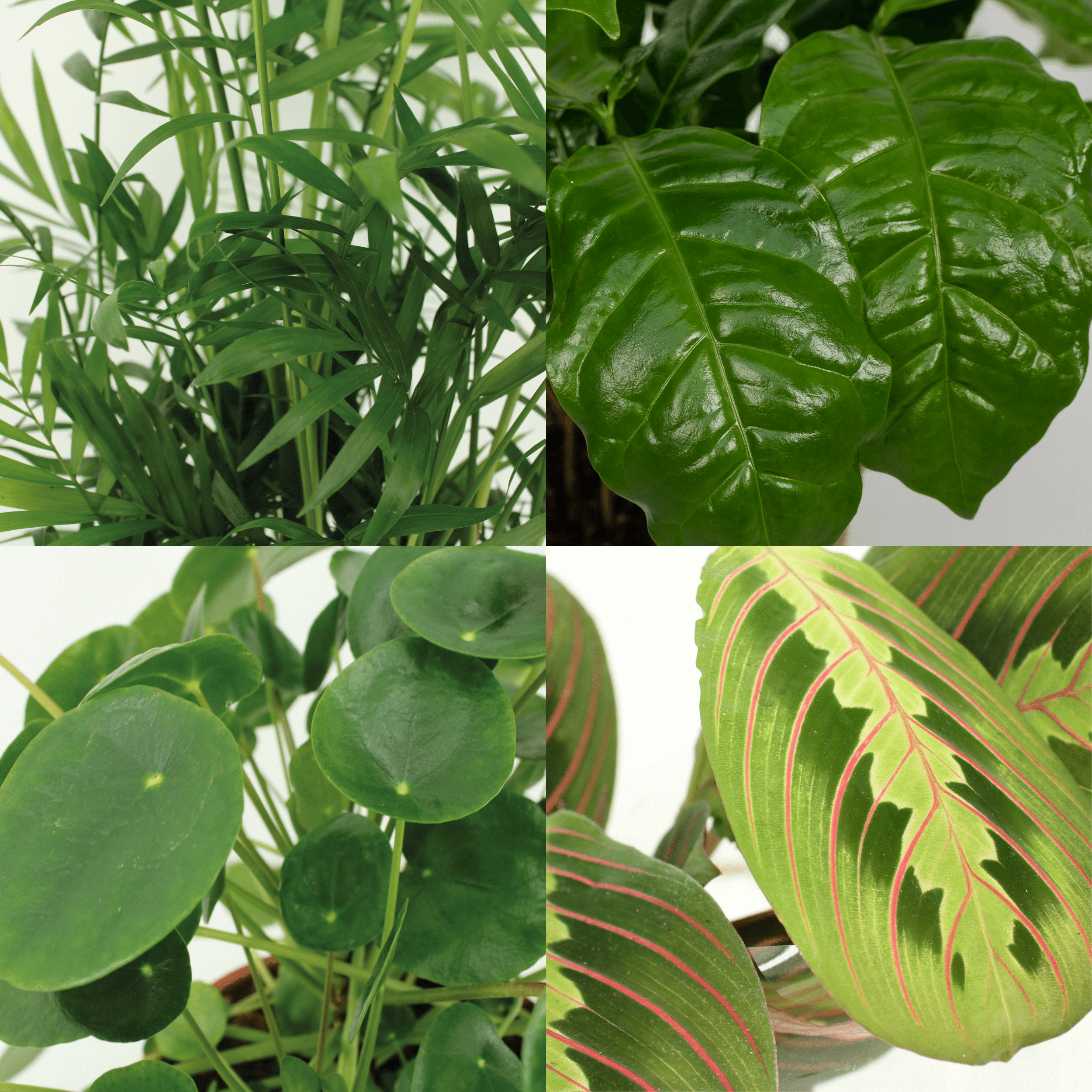 Diervriendelijke plantenbox - 4 stuks (8720634287159)