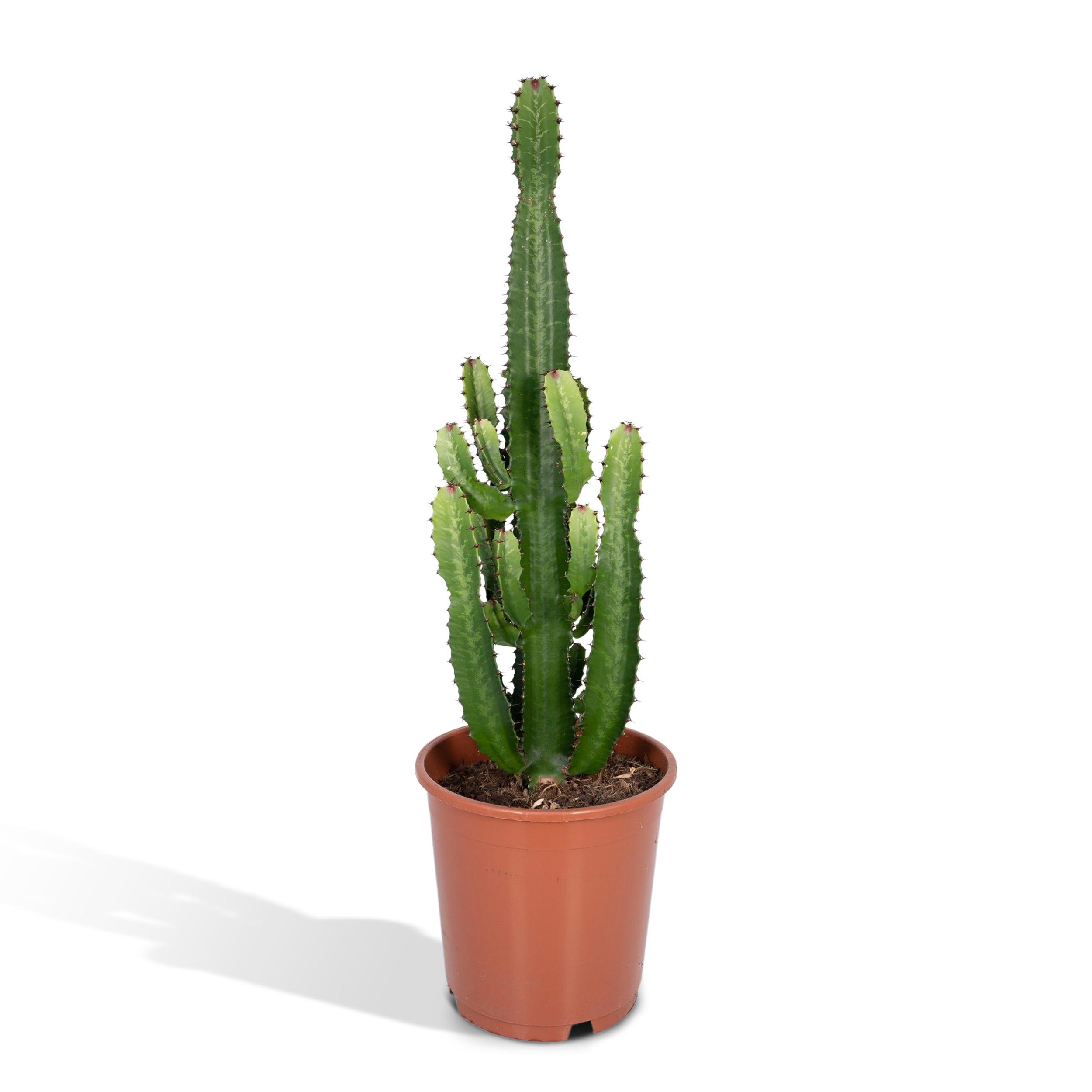 Euphorbia Acrurensis (8720634285285)