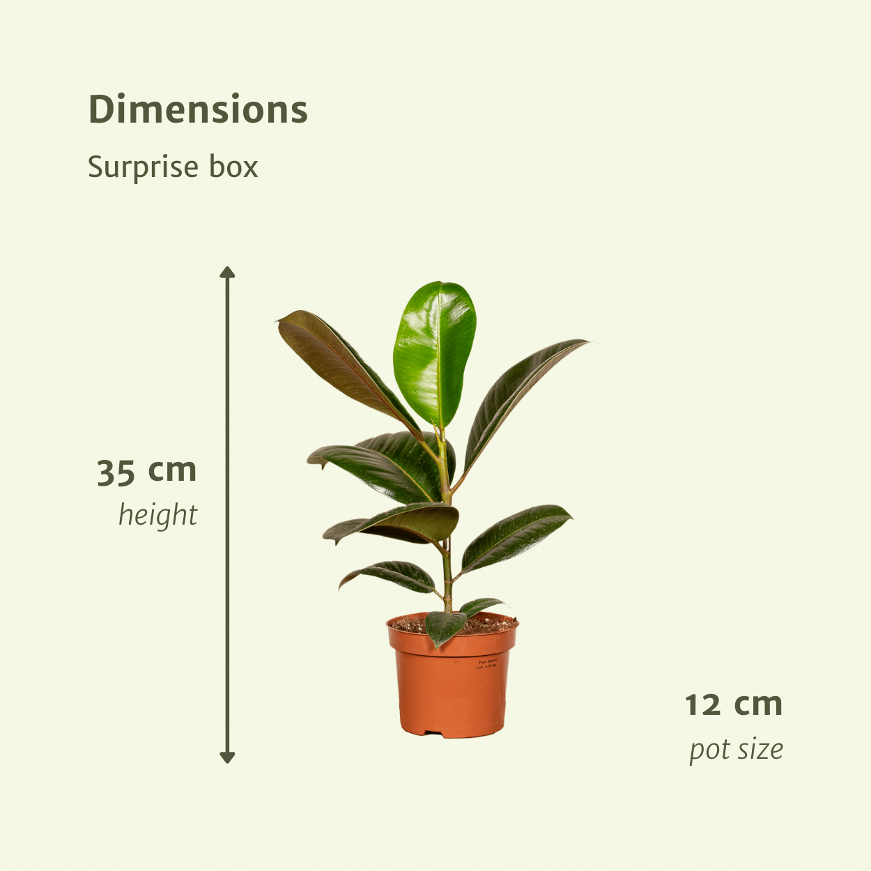 Verrassingsbox - - x10 (8720634285681)