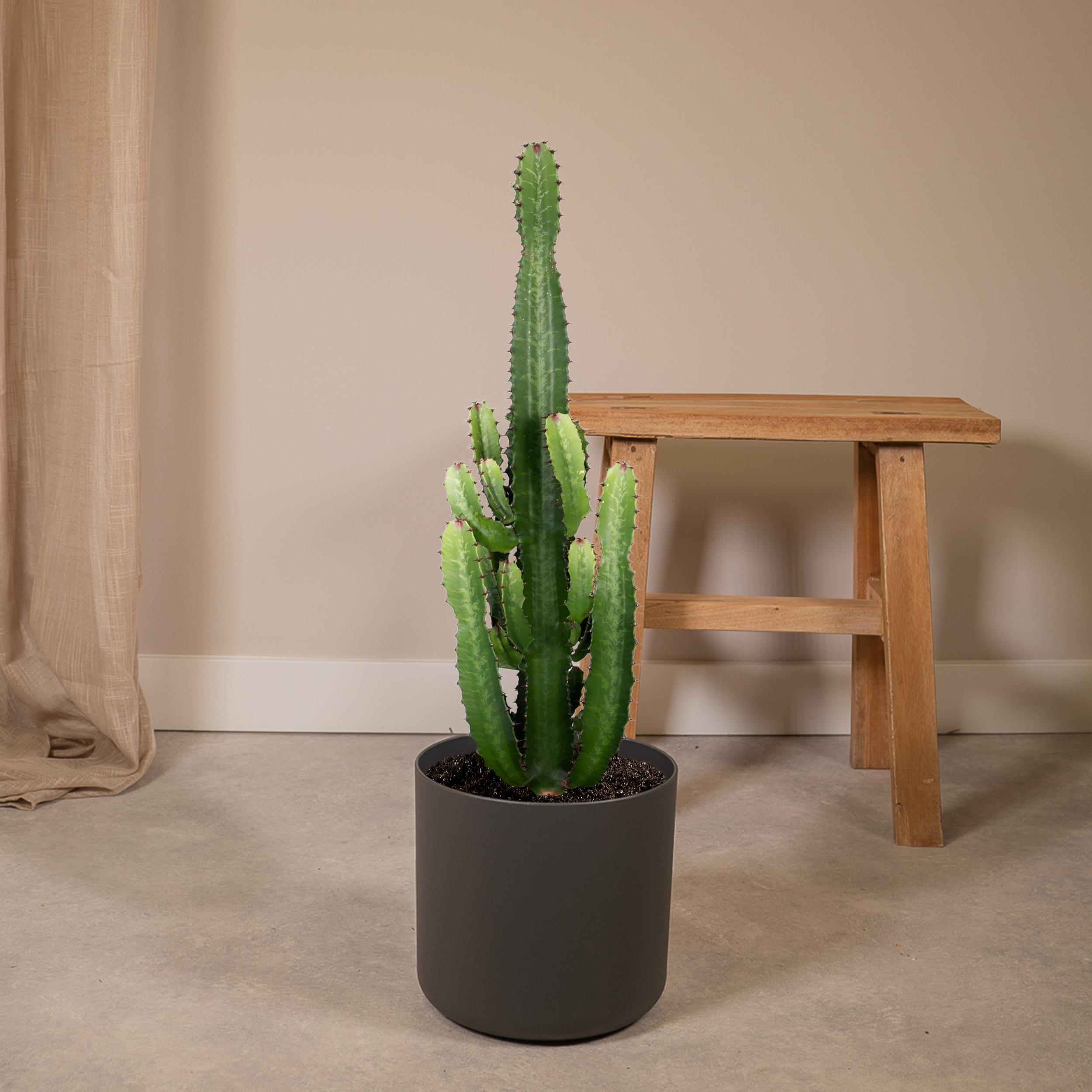 Euphorbia Acrurensis (8720634285285)