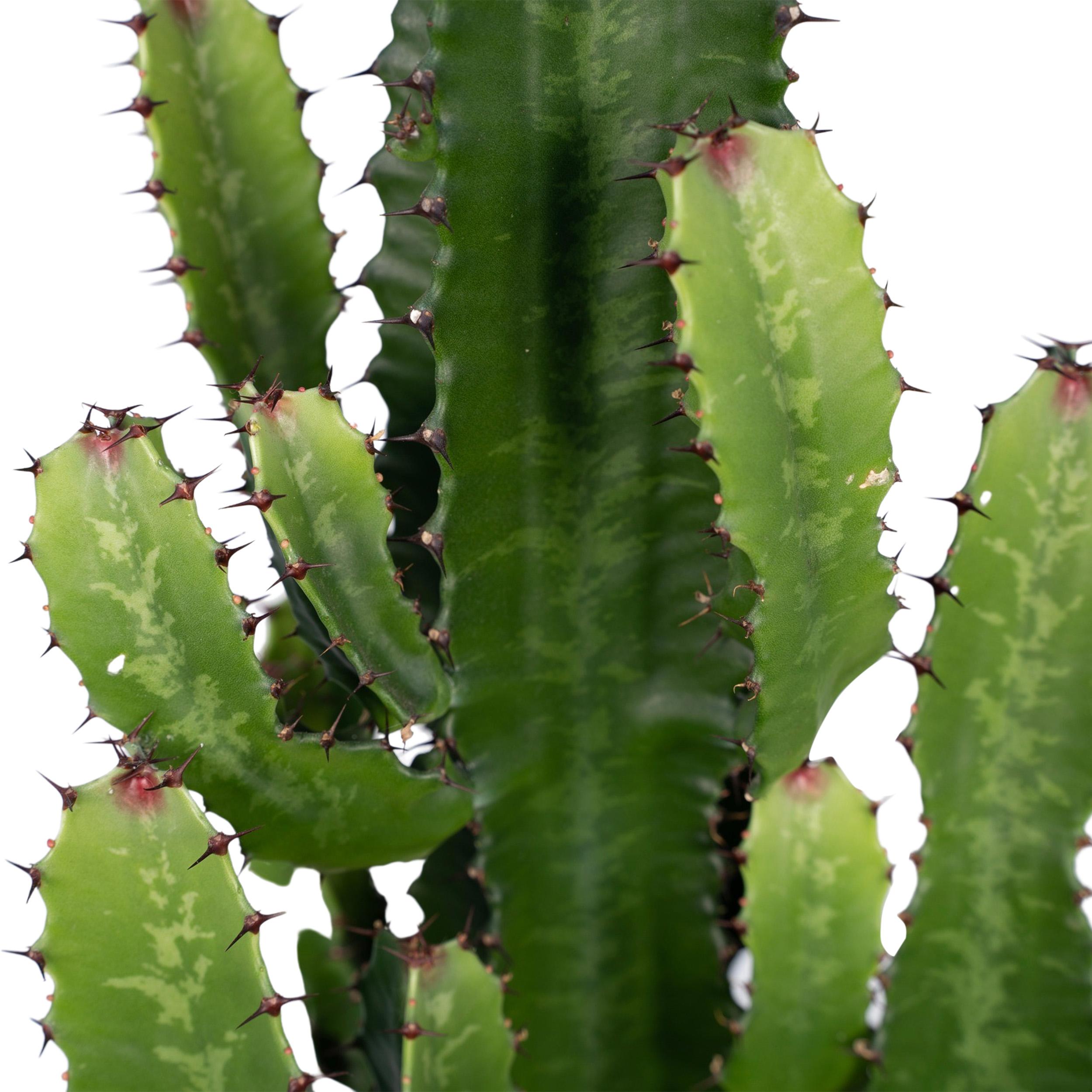 Euphorbia Acrurensis (8720634285285)