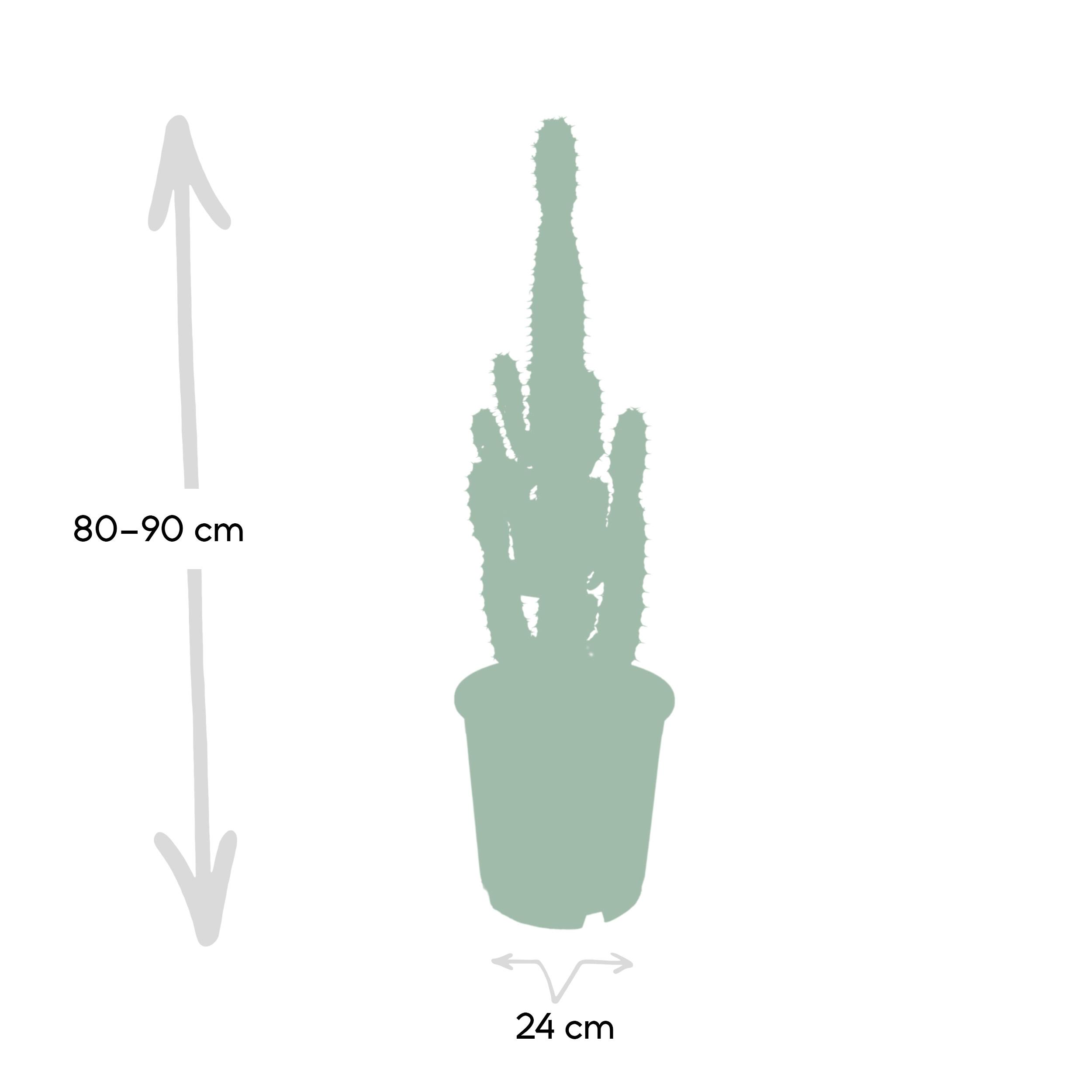 Euphorbia Acrurensis (8720634285285)