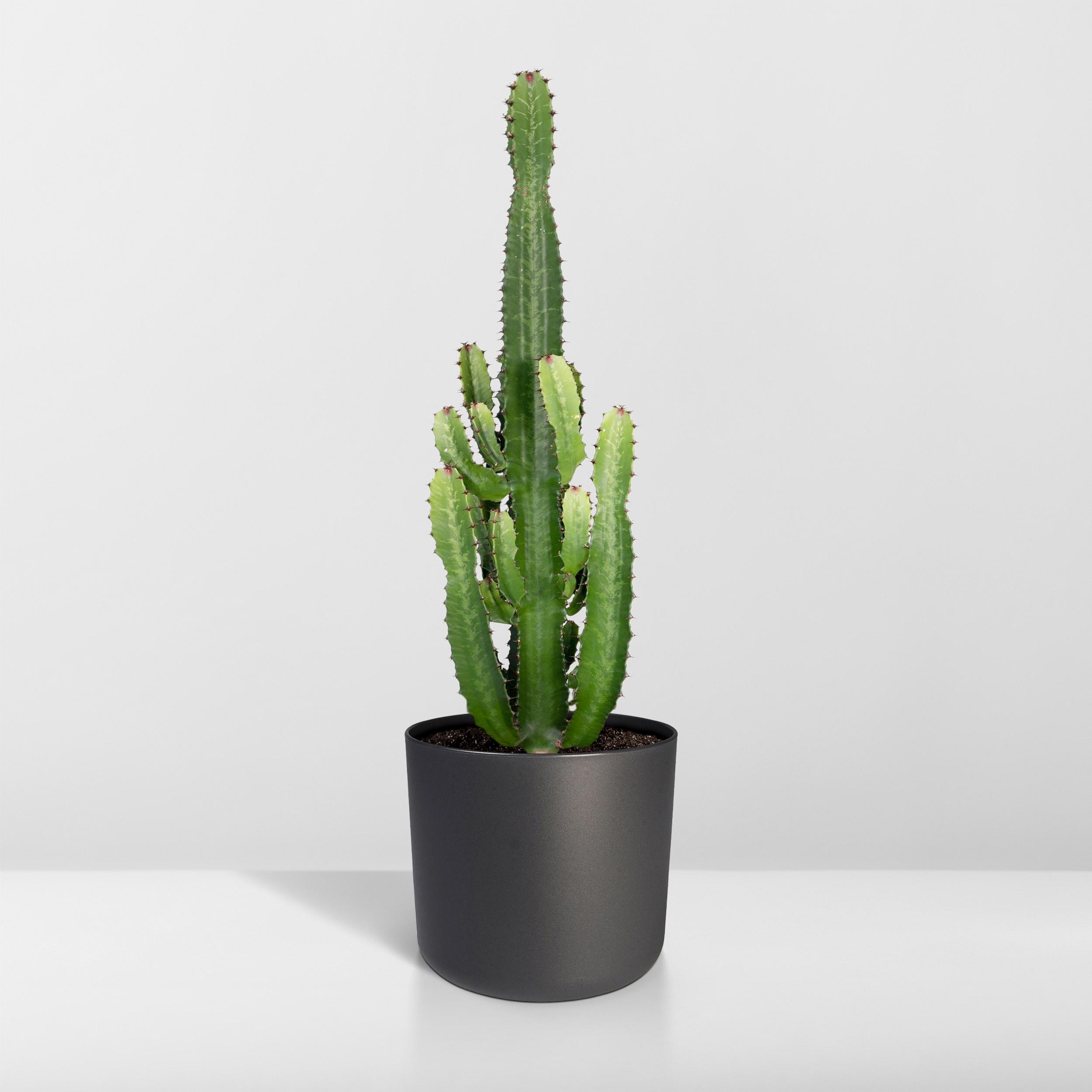 Euphorbia Acrurensis (8720634285285)