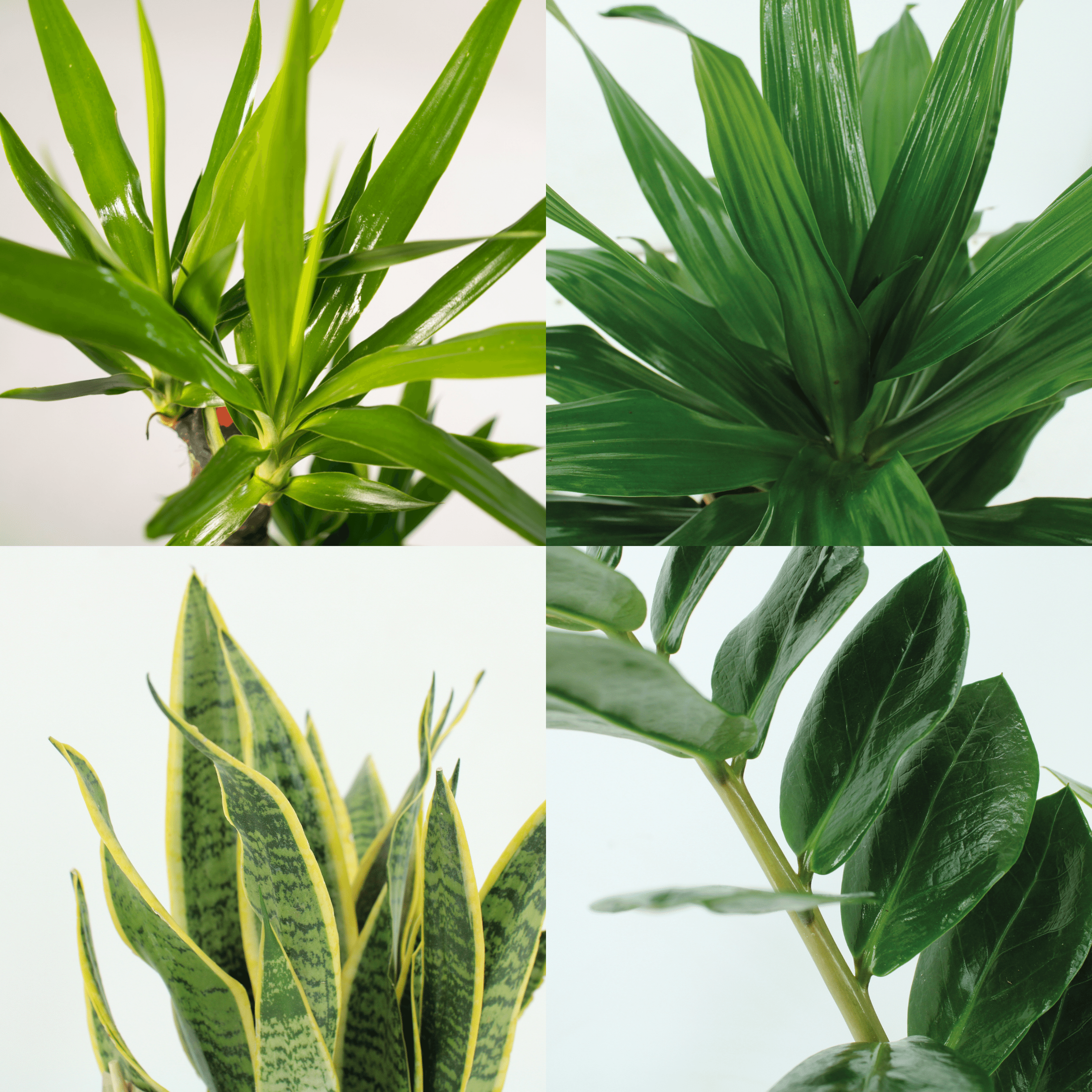 Makkelijke plantenbox - 4 kamerplanten - Diverse hoogtes - Ø14-Ø17 (8720634287173)