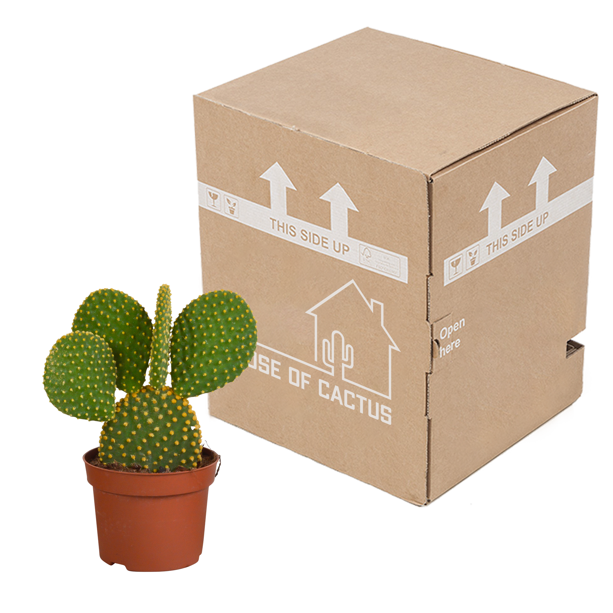 House of cactus Opuntia microdasys - 12cm - zonder pot (8720387961634)