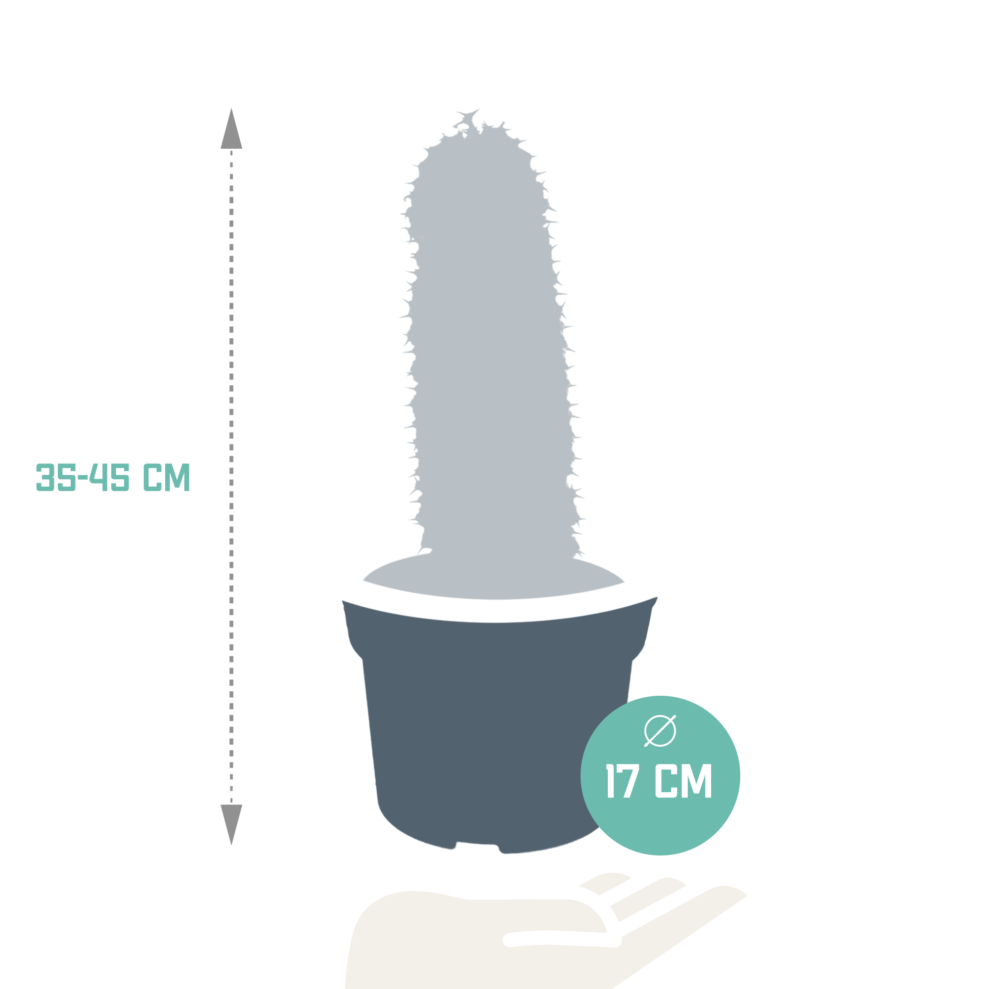 House of cactus Euphorbia marmorata 17 cm (8720618070401)
