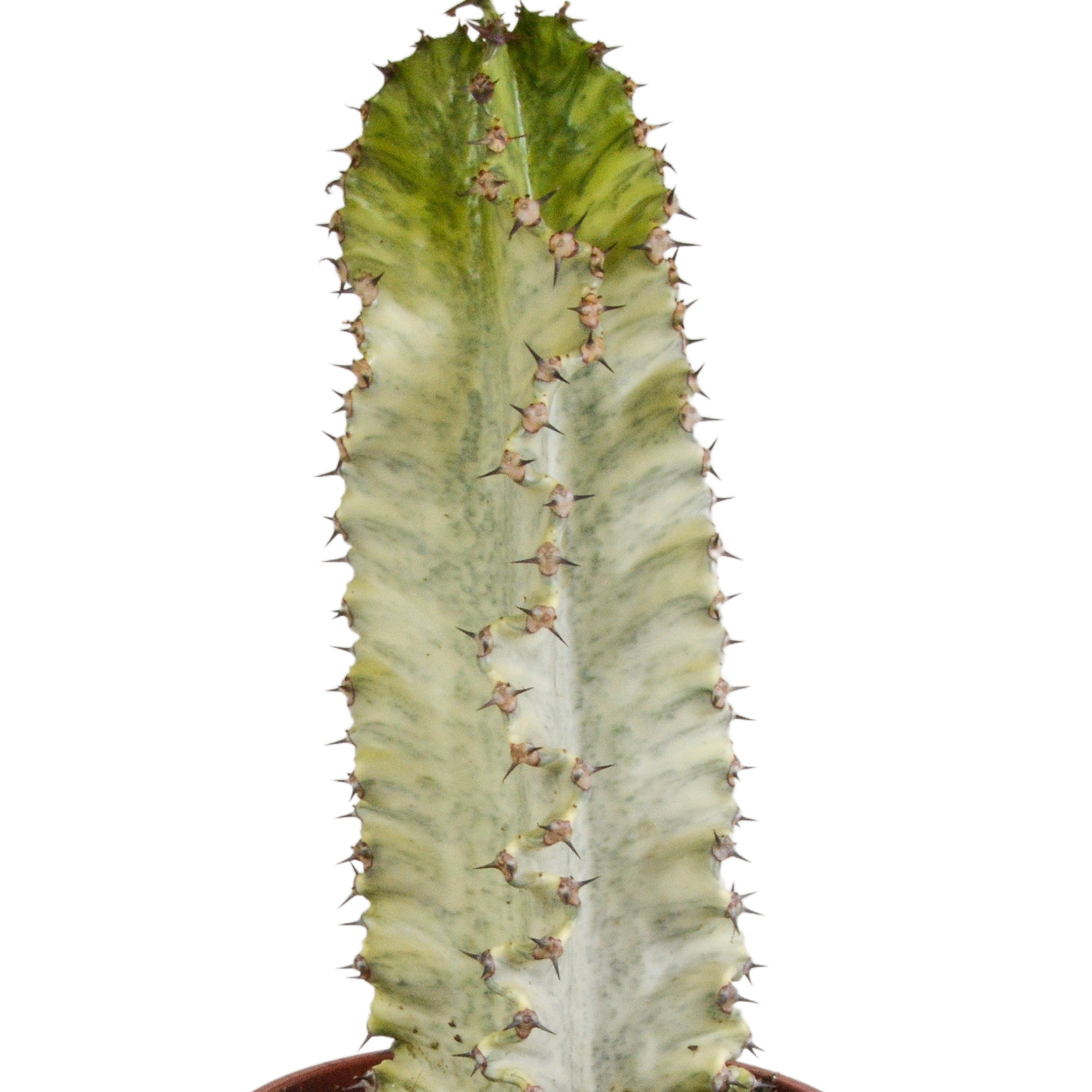 House of cactus Euphorbia marmorata 17 cm (8720618070401)