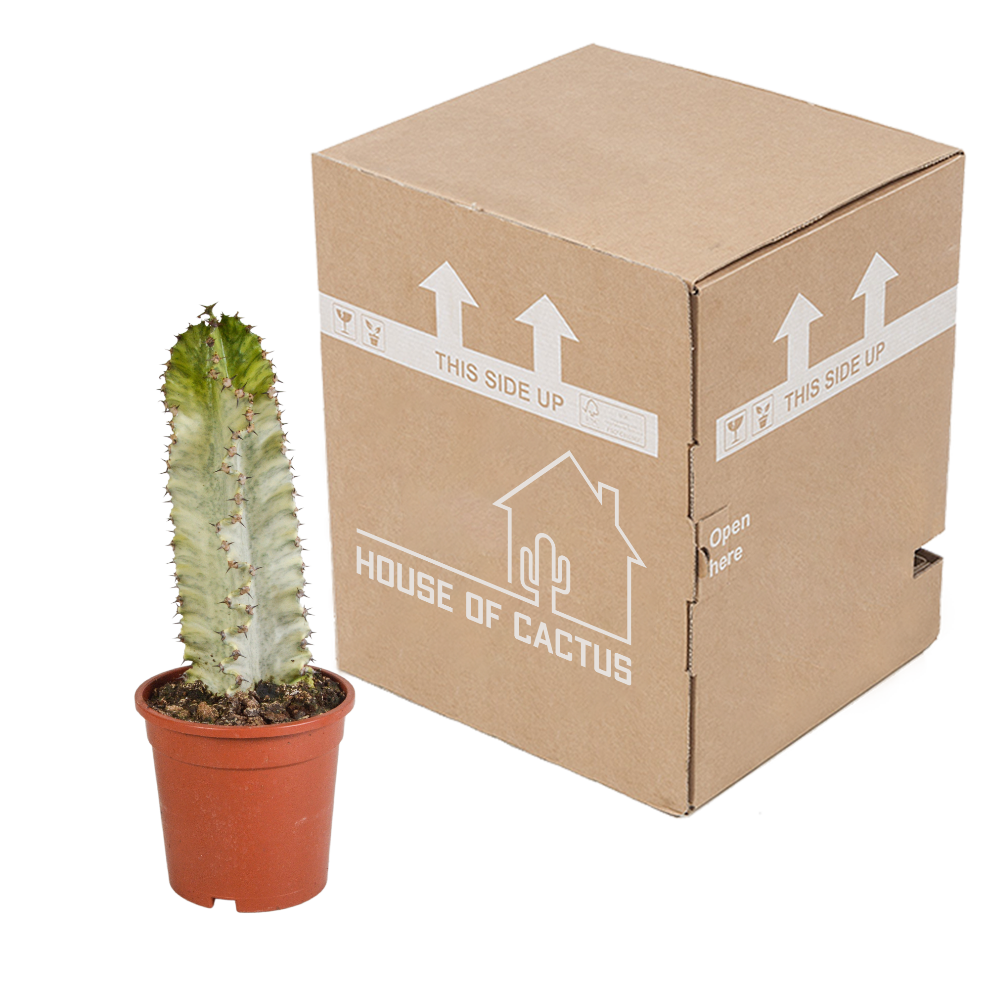 House of cactus Euphorbia marmorata 17 cm (8720618070401)