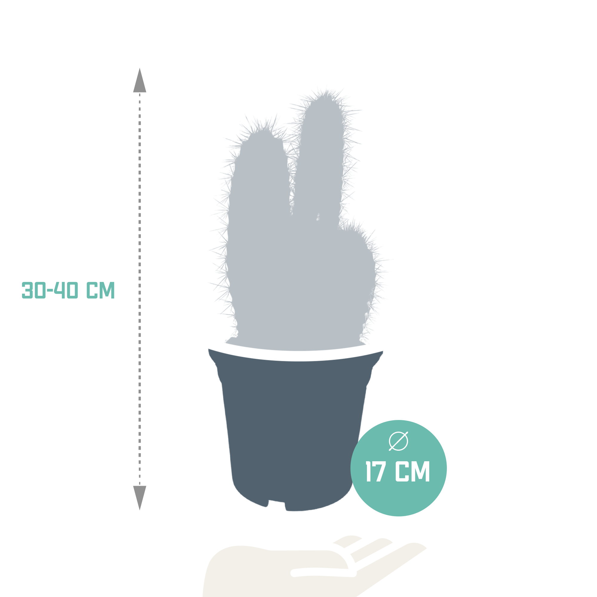 House of cactus Pilosocereus azureus - 17cm - zonder pot (8720387961788)