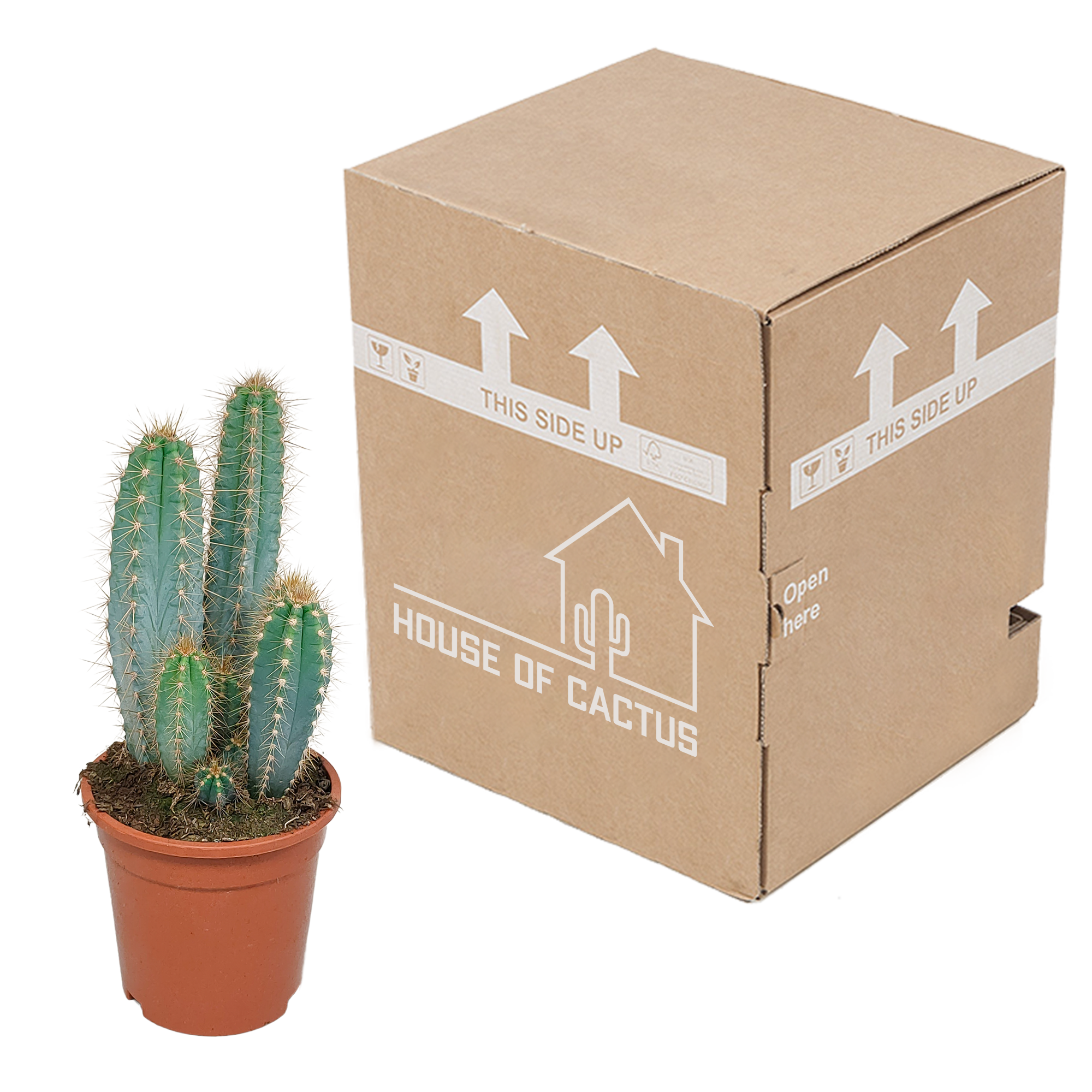 House of cactus Pilosocereus azureus - 17cm - zonder pot (8720387961788)