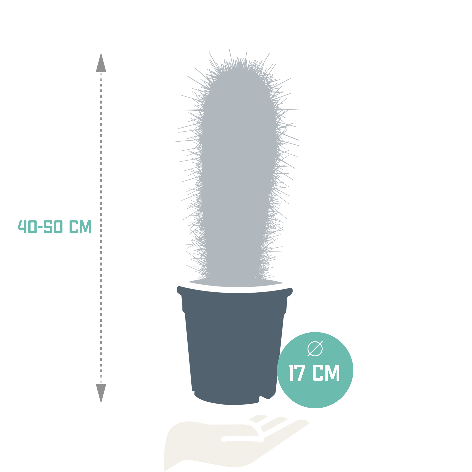 House of cactus Pachycereus pringlei - 17cm - zonder pot (8720387961689)