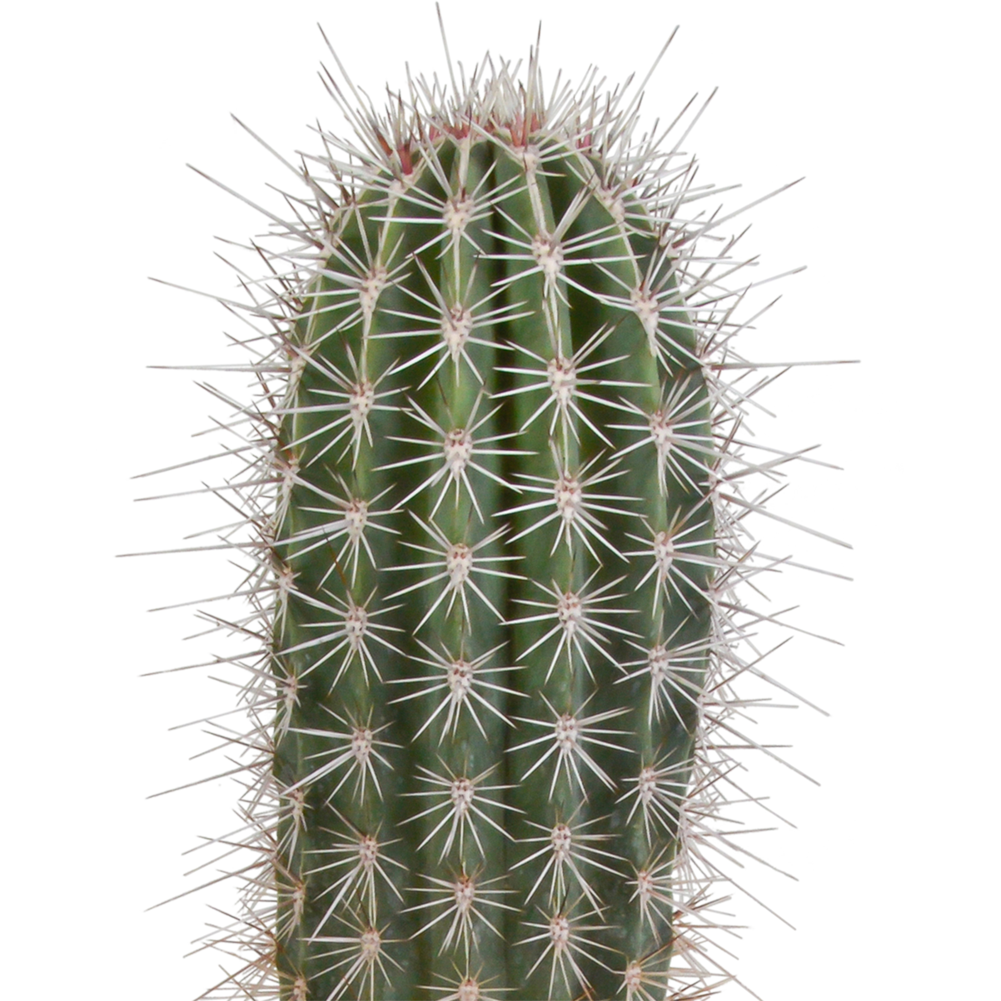 House of cactus Pachycereus pringlei - 17cm - zonder pot (8720387961689)