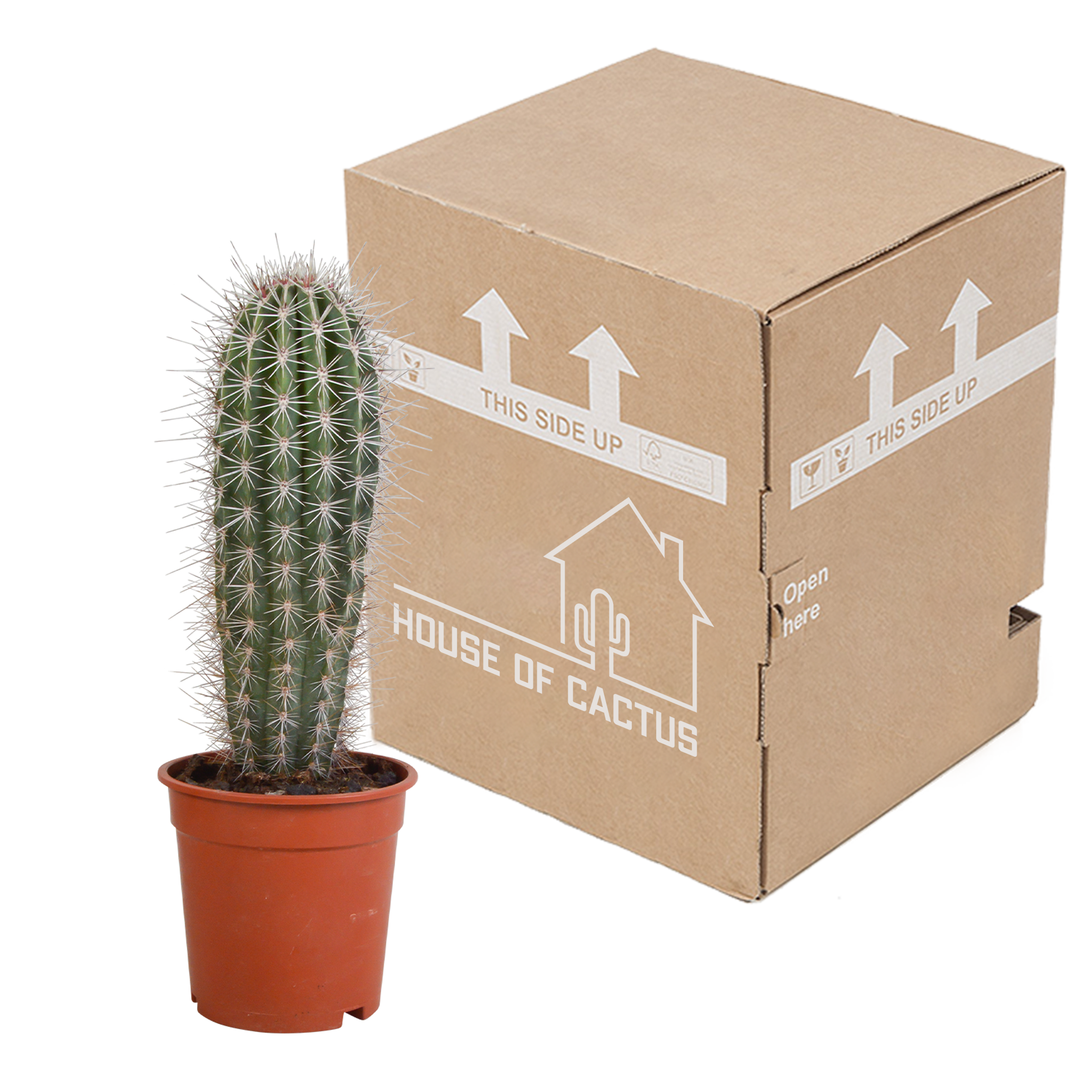 House of cactus Pachycereus pringlei - 17cm - zonder pot (8720387961689)