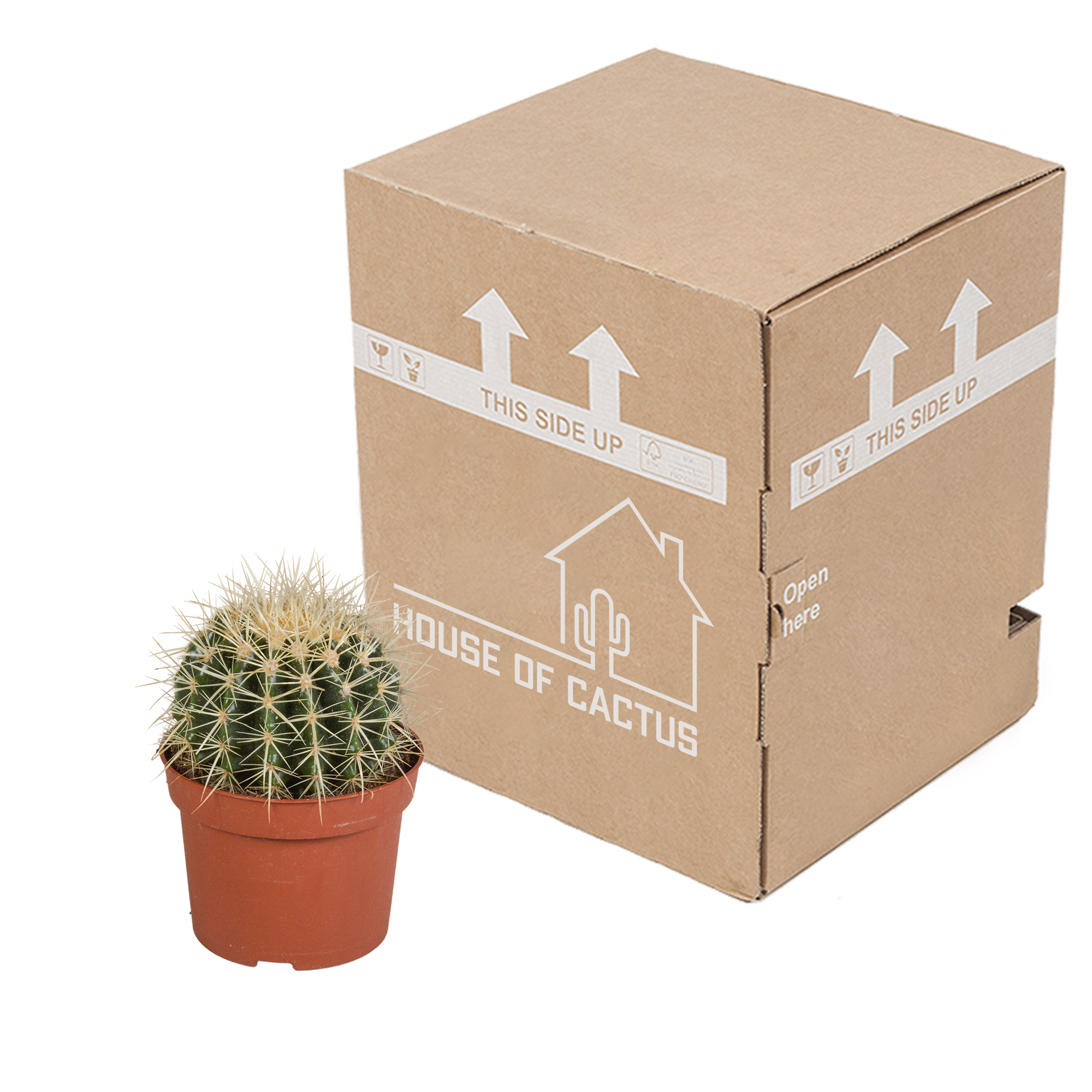 House of cactus Echinocactus grusonii 12cm (8720387961610)