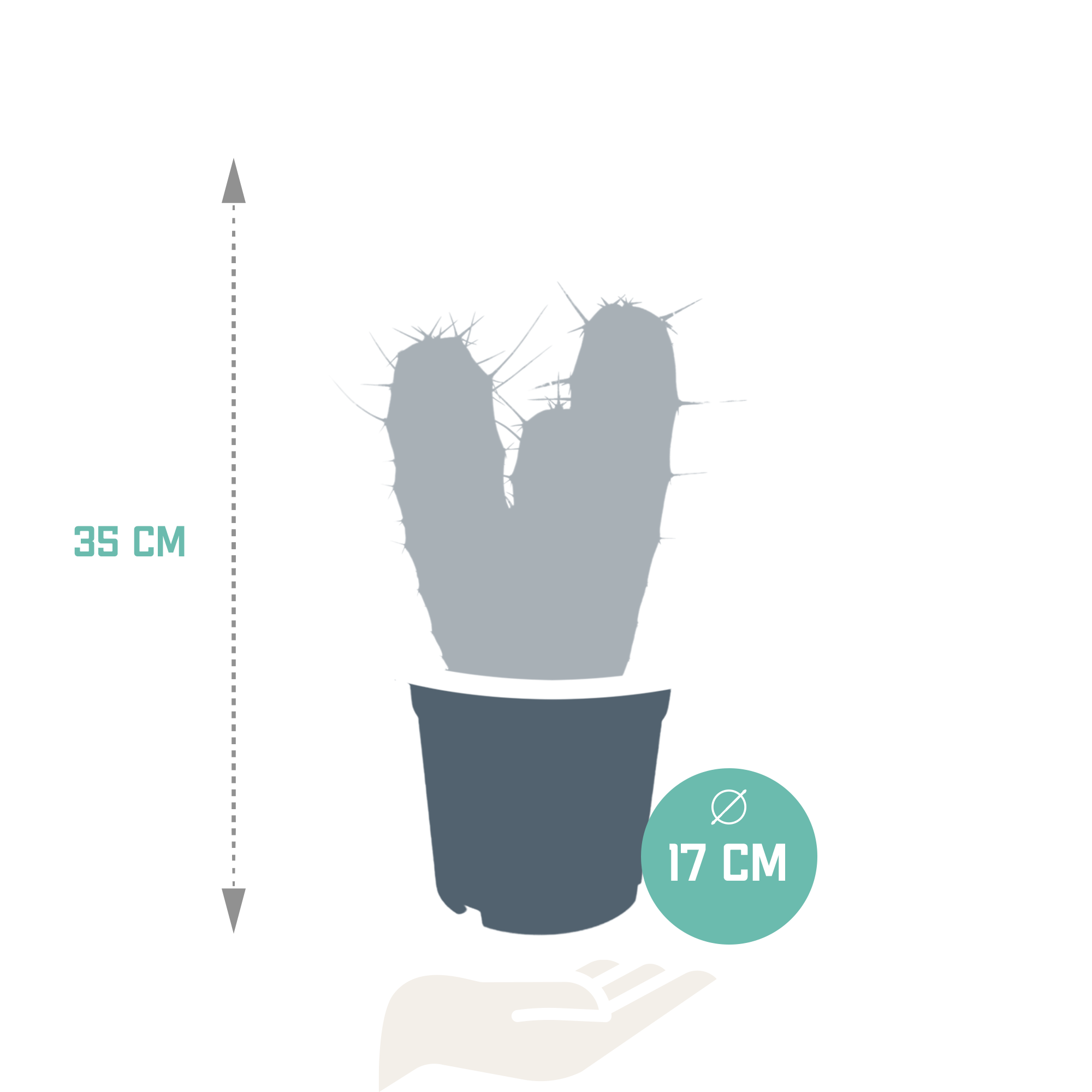 House of cactus Myrtillocactus geometrizans 17 cm - zonder pot (8720387961672)