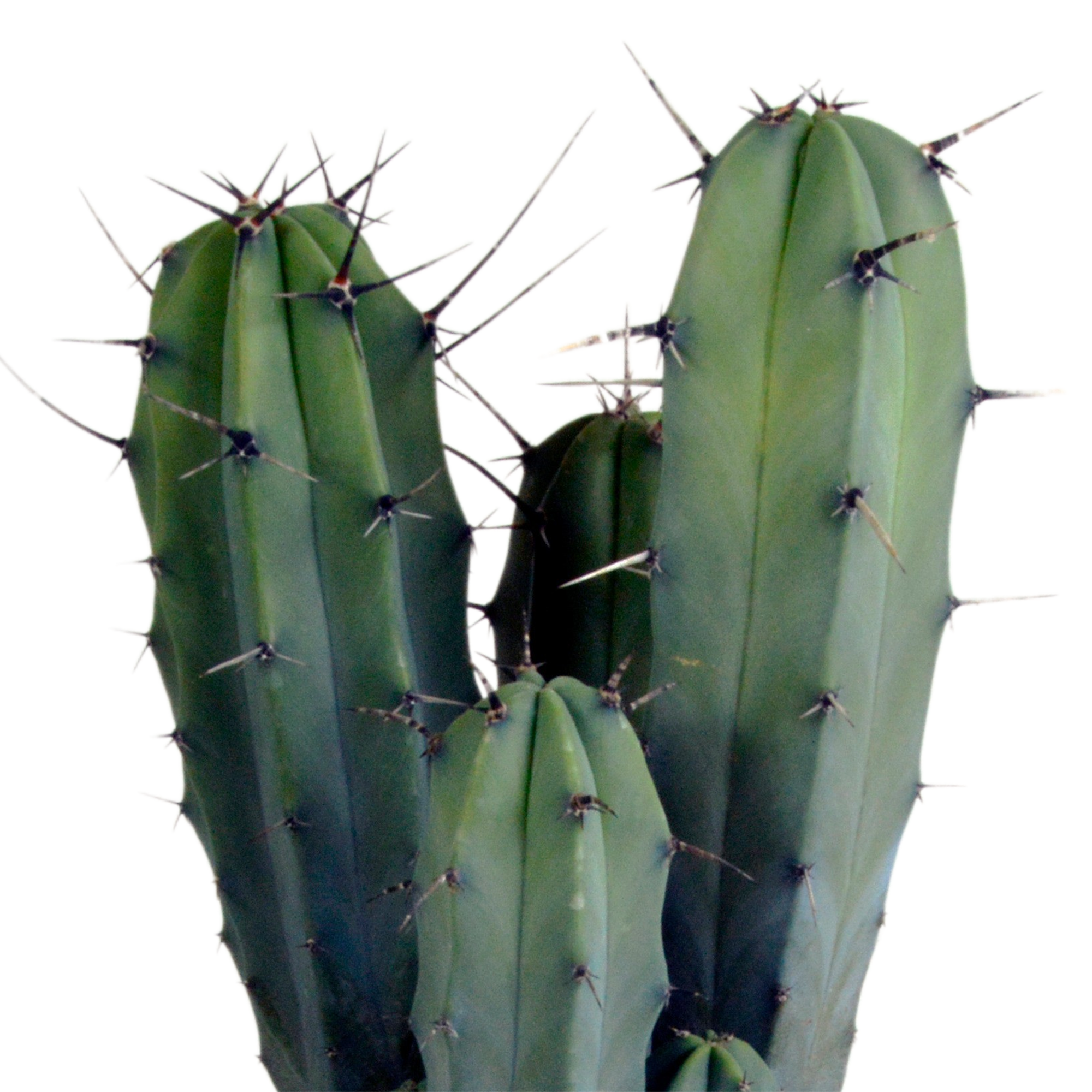House of cactus Myrtillocactus geometrizans 17 cm - zonder pot (8720387961672)