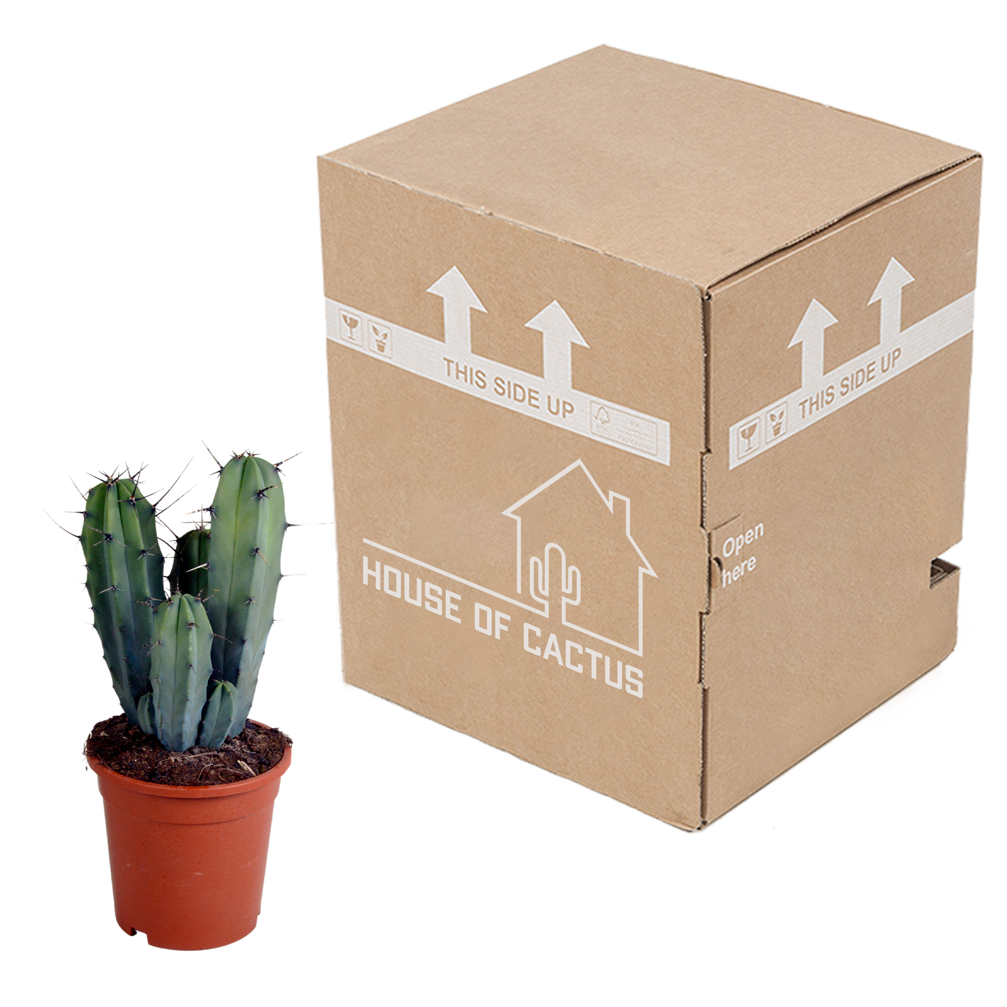 House of cactus Myrtillocactus geometrizans 17 cm - zonder pot (8720387961672)