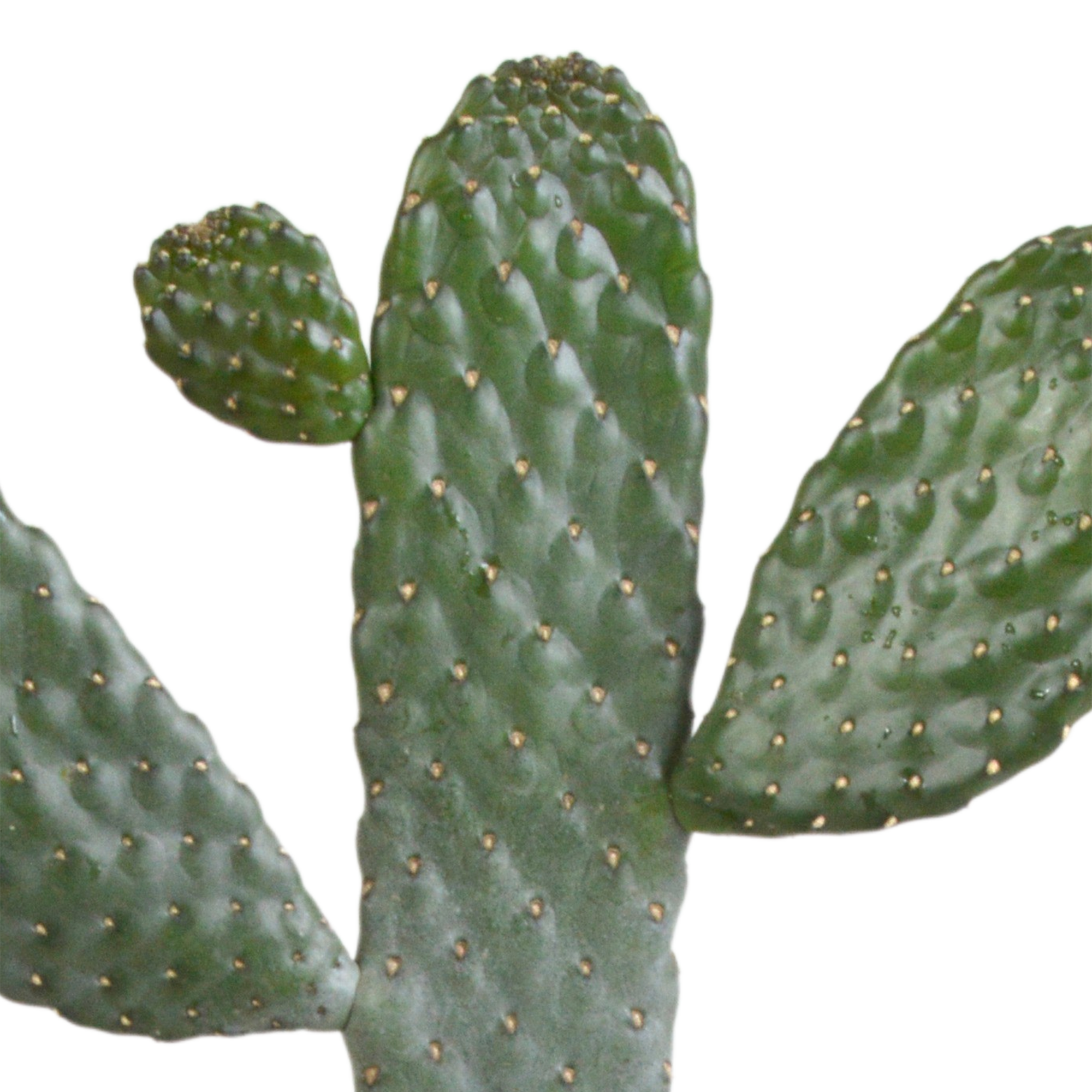 House of cactus Opuntia consulea - 17cm - zonder pot (8720387961665)