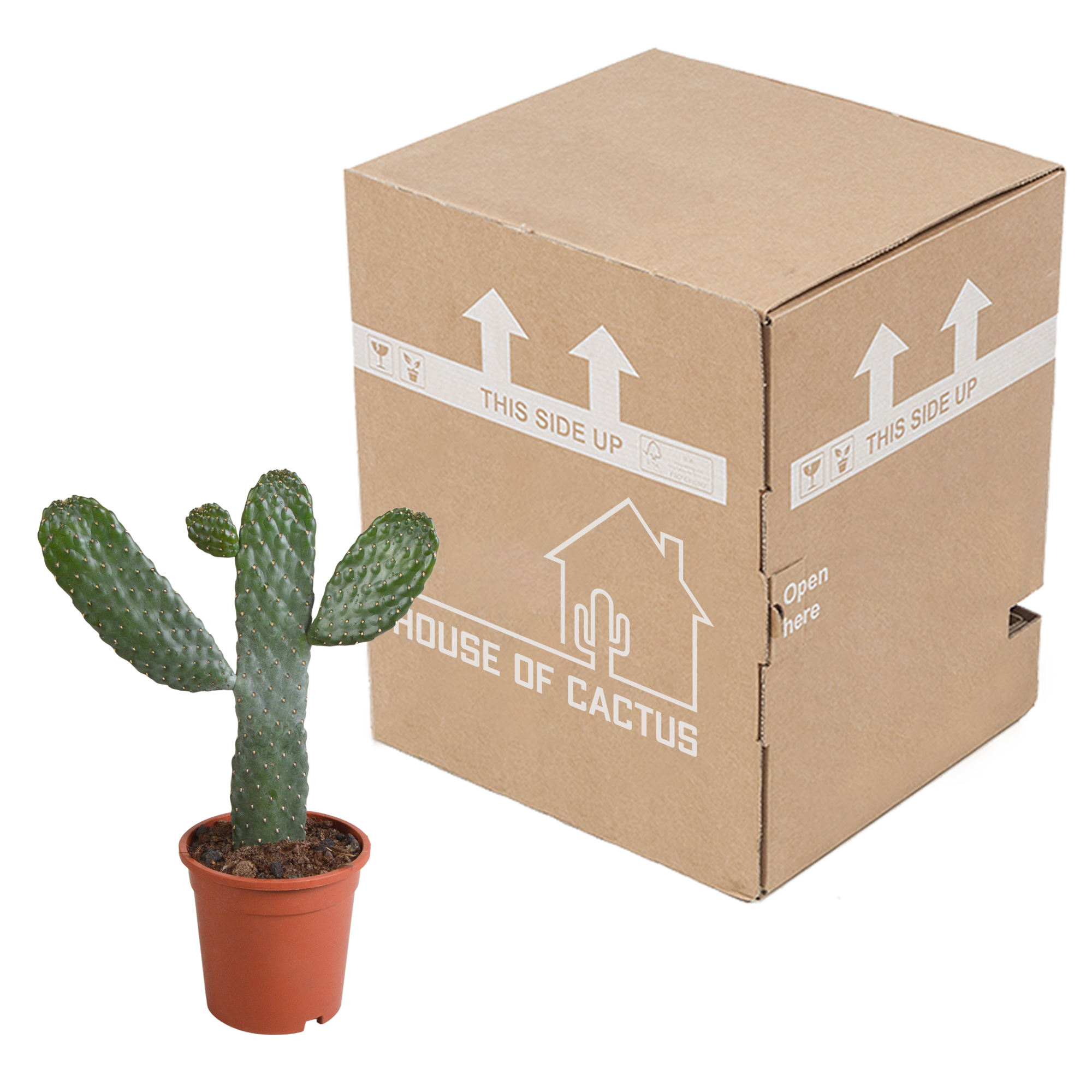 House of cactus Opuntia consulea - 17cm - zonder pot (8720387961665)