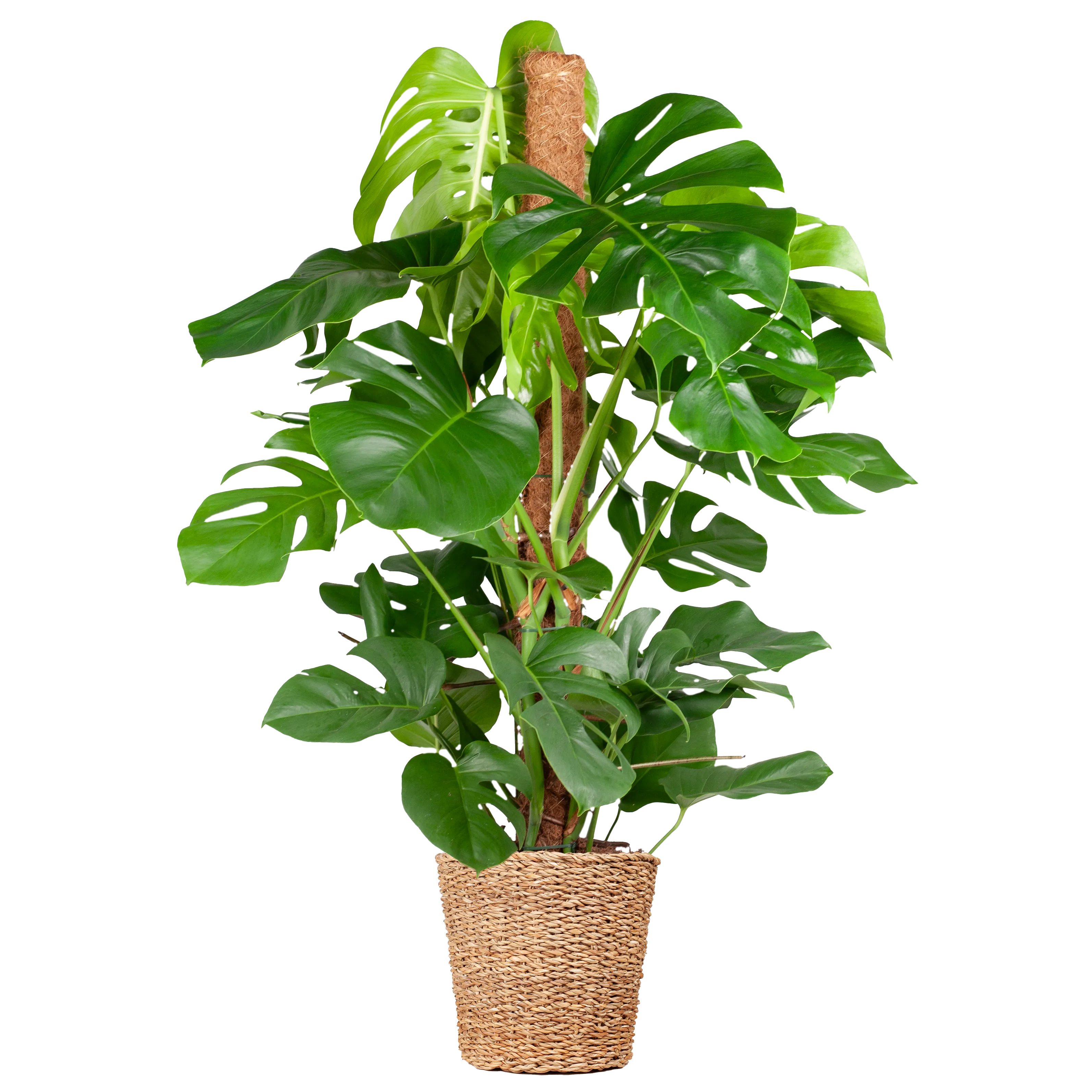 Grote kamerplanten