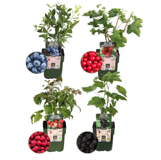 Buitenplanten
