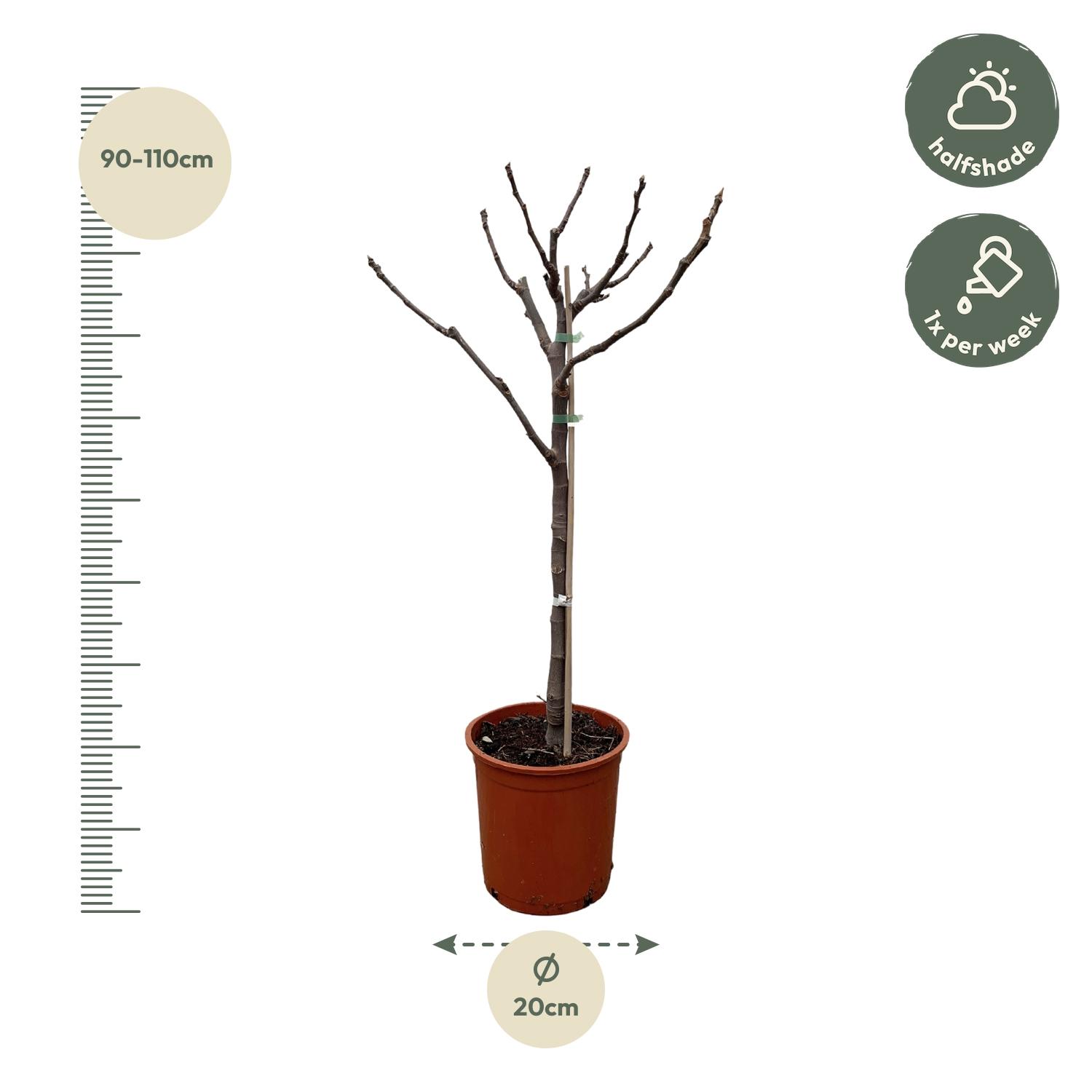 Ficus Carica op stam - 100 cm - Ø20 (8721055692027)