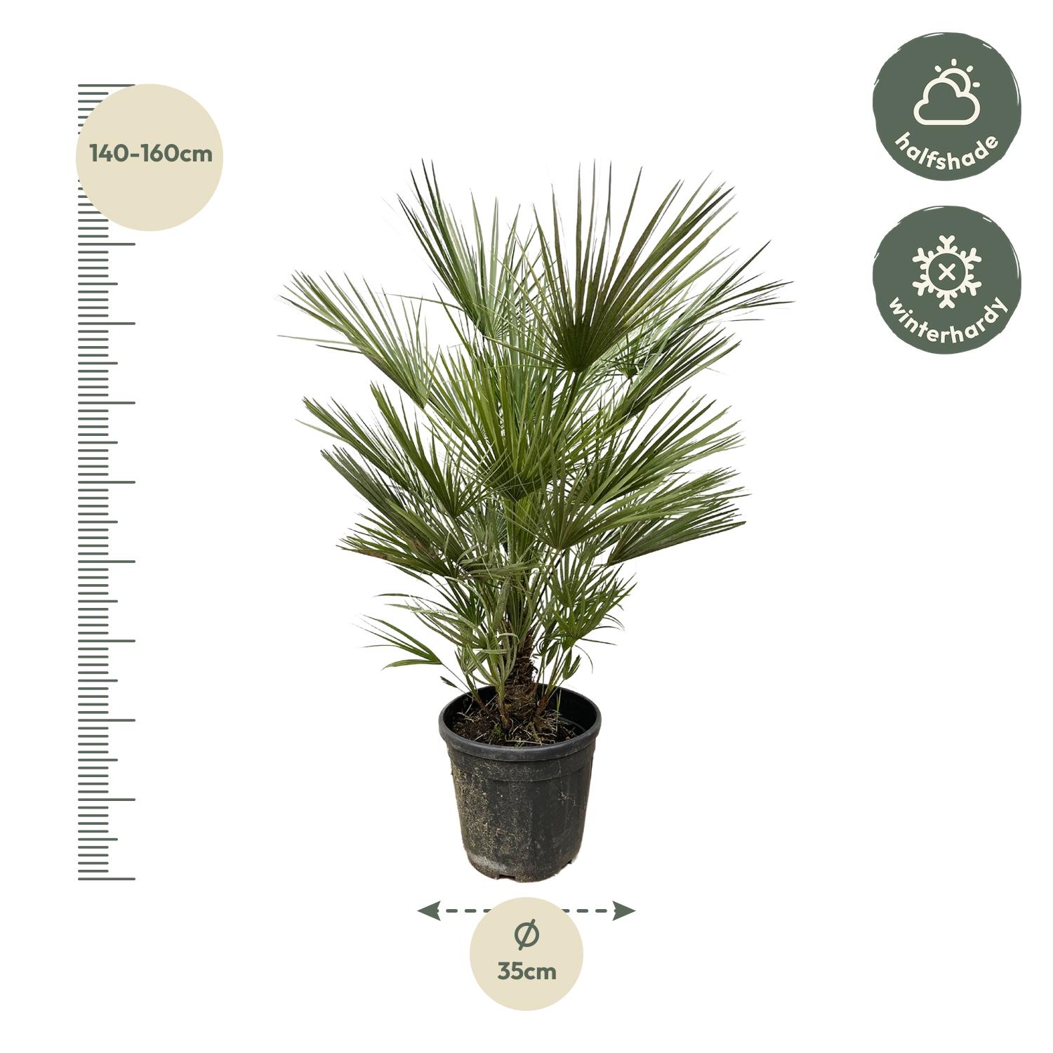 Chamaerops Humilis - 150cm- ø30 (8721055692003)