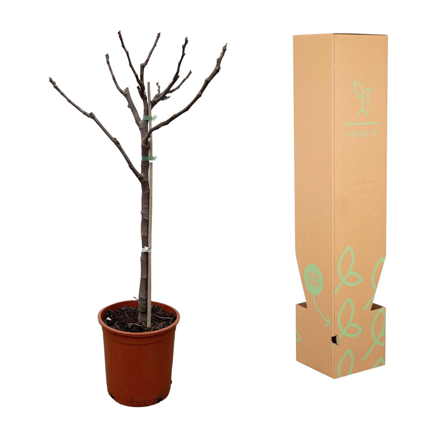 Ficus Carica op stam - 100 cm - Ø20 (8721055692027)