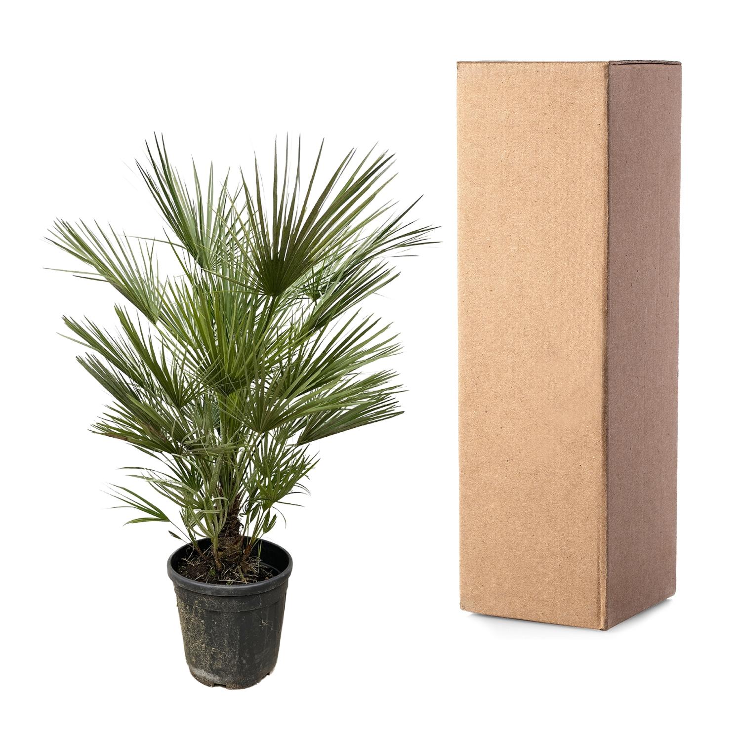 Chamaerops Humilis - 150cm- ø30 (8721055692003)