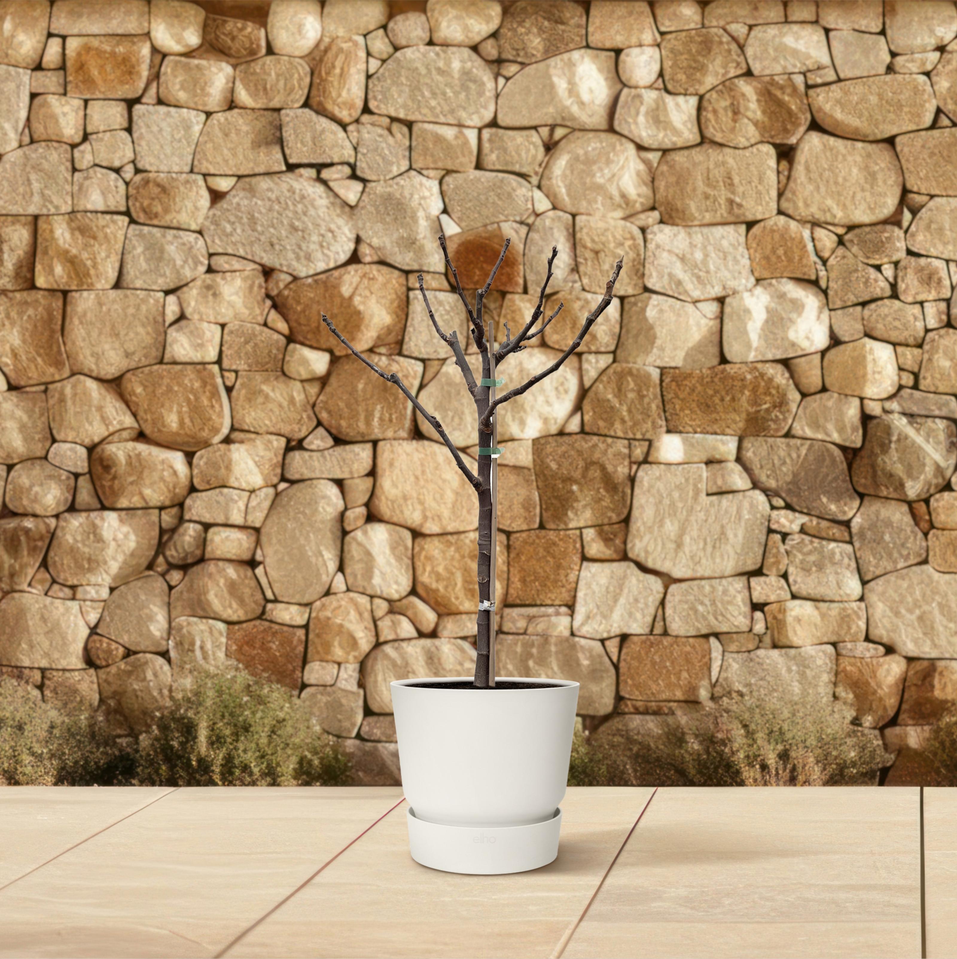 Ficus Carica op stam - 100 cm - Ø20 (8721055692027)
