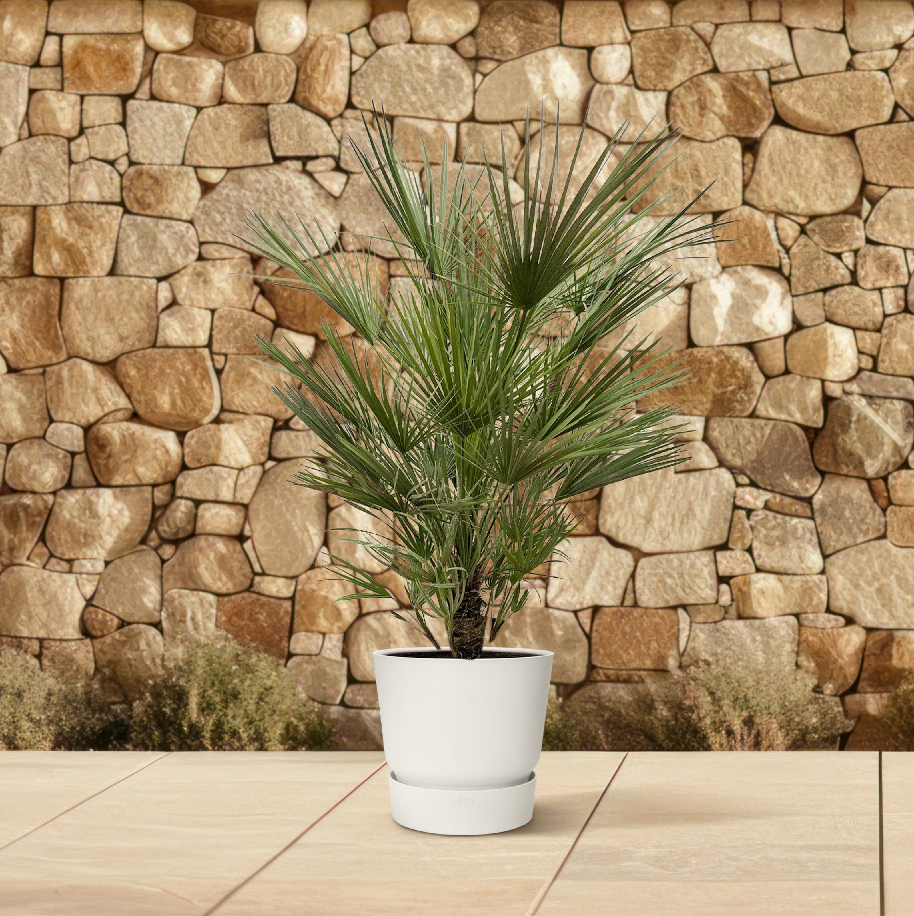 Chamaerops Humilis - 150cm- ø30 (8721055692003)