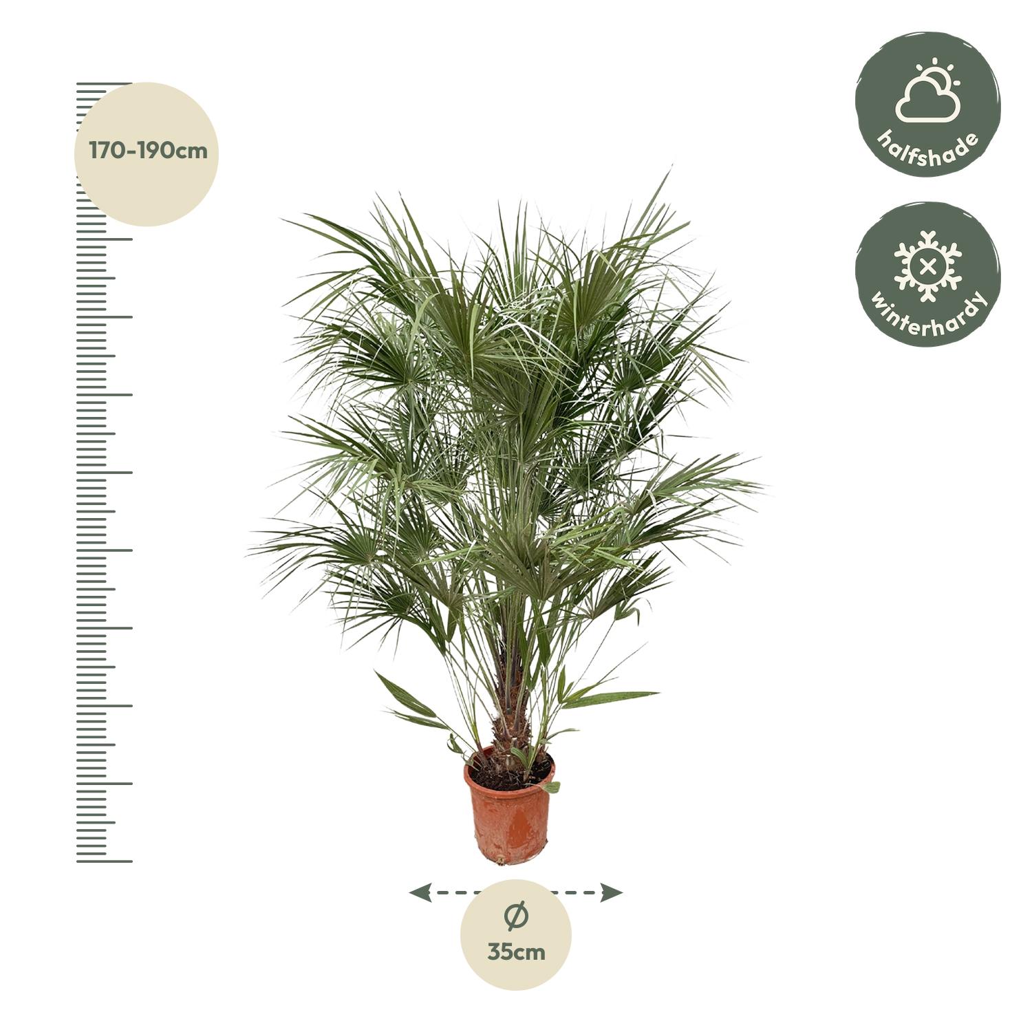 Chamaerops Humilis struik - 170cm- Ø30 (8721055693239)