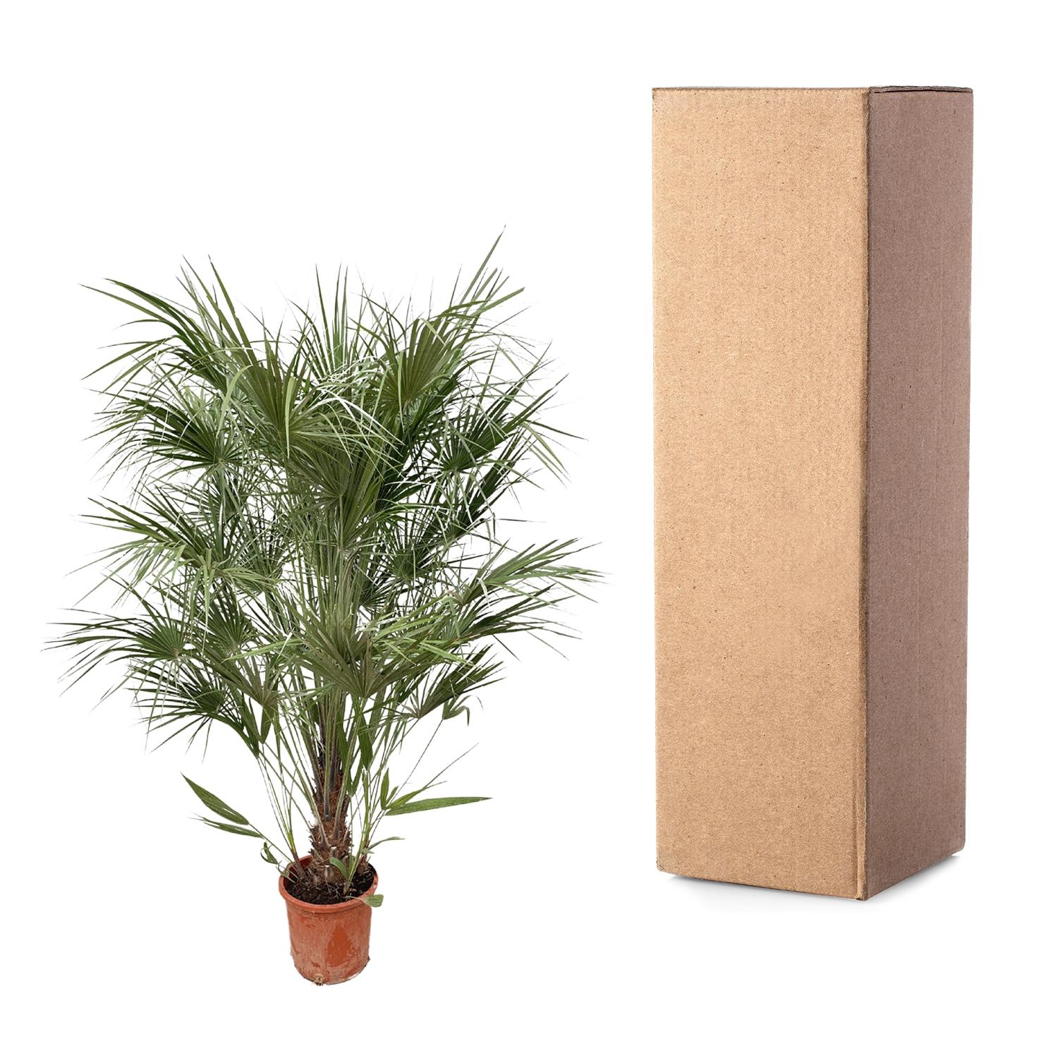 Chamaerops Humilis struik - 170cm- Ø30 (8721055693239)