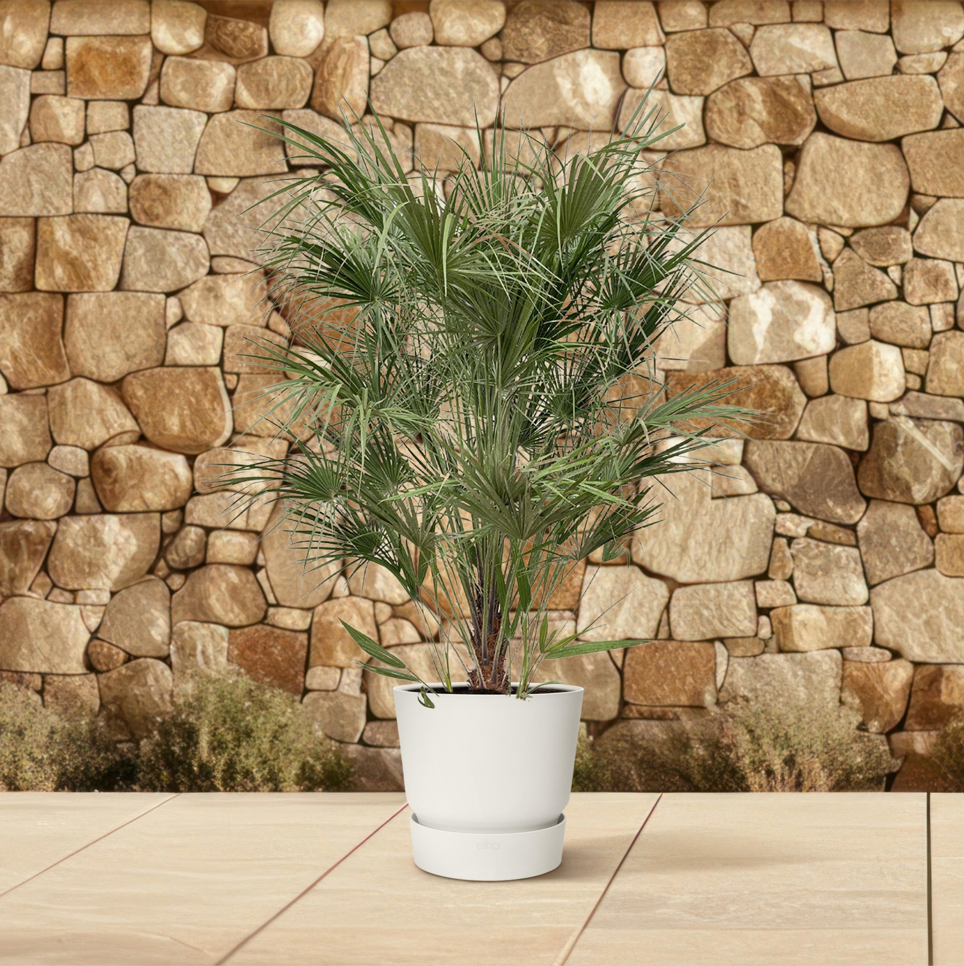 Chamaerops Humilis struik - 170cm- Ø30 (8721055693239)