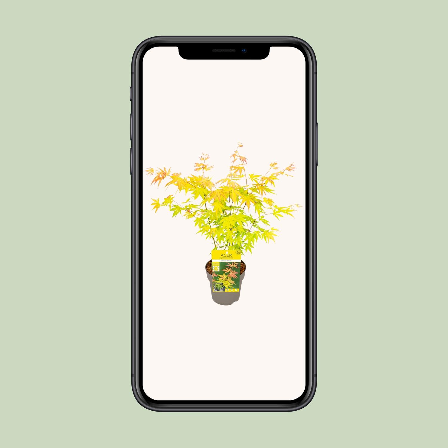 Son & koot Acer palmatum Orange Dream (8718182418231)