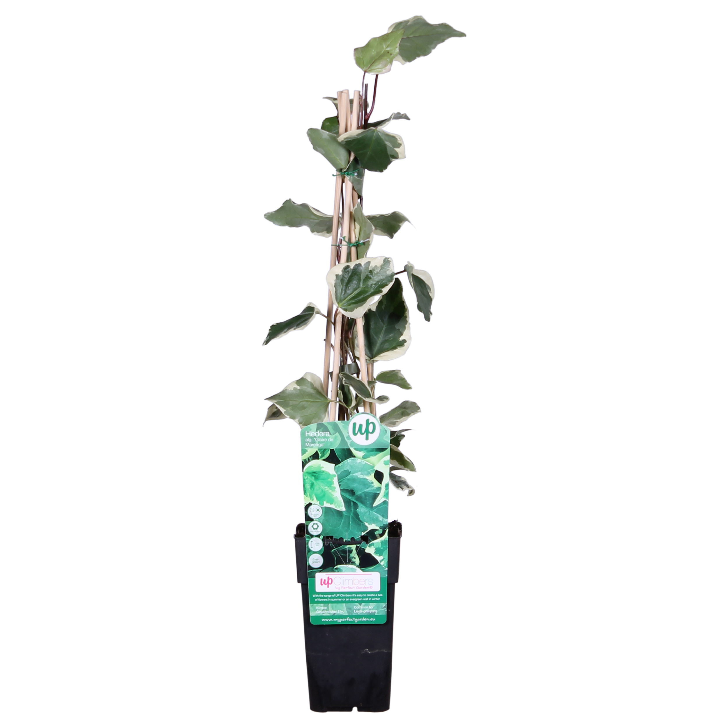 Hoogeveen Hedera algeriensis 'Gloire de Maren' (8712044838816)