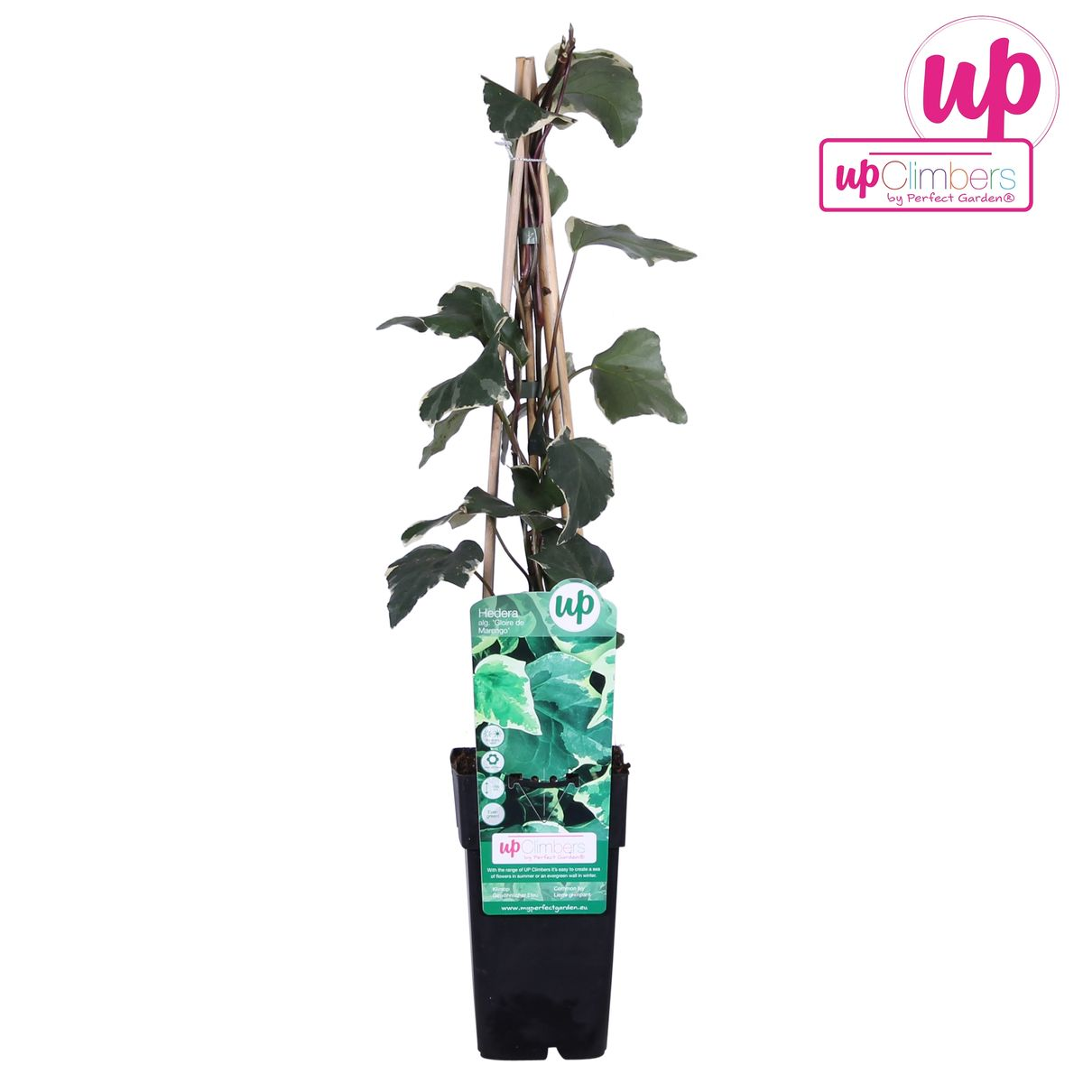Hoogeveen Hedera algeriensis 'Gloire de Maren' (8712044838816)