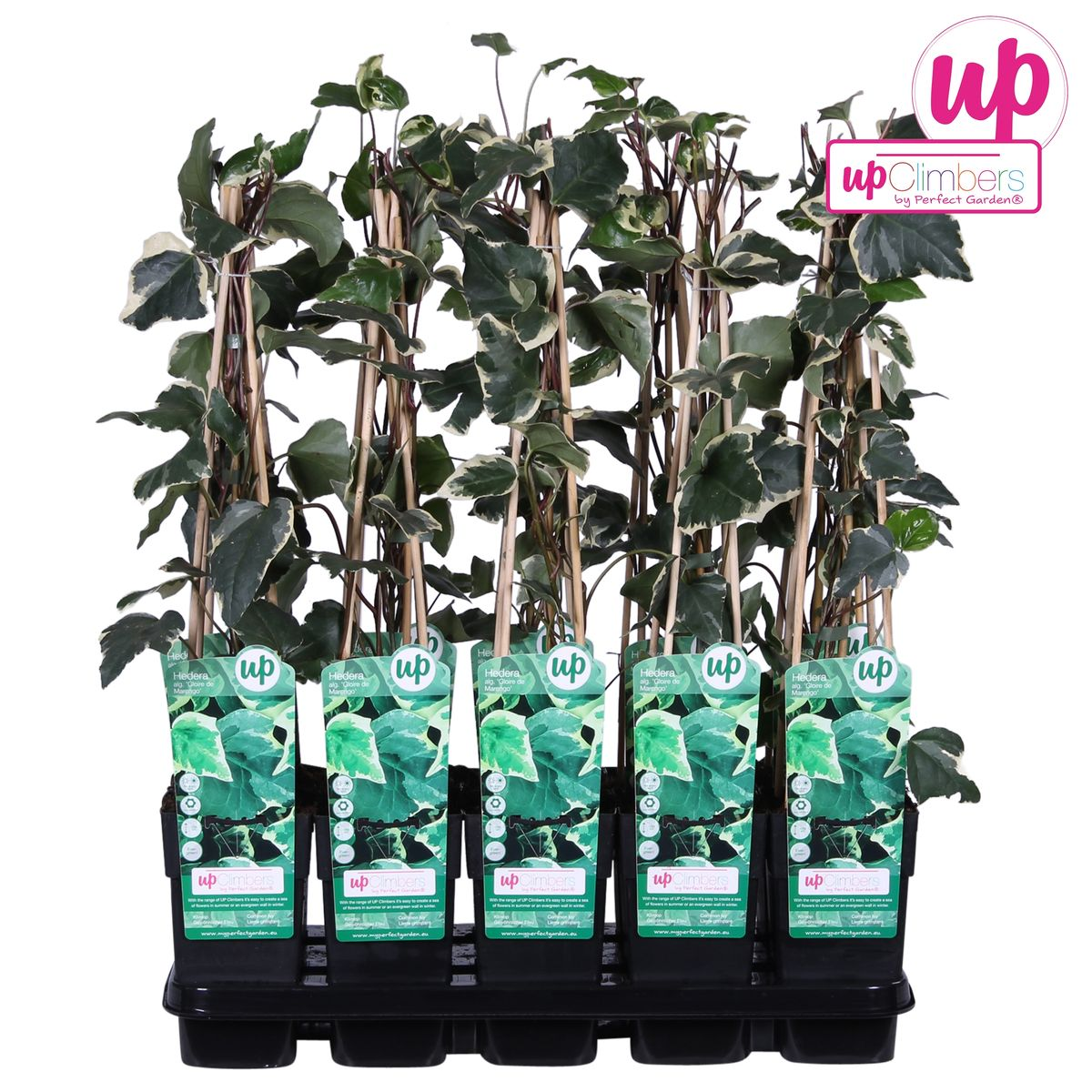 Hoogeveen Hedera algeriensis 'Gloire de Maren' (8712044838816)