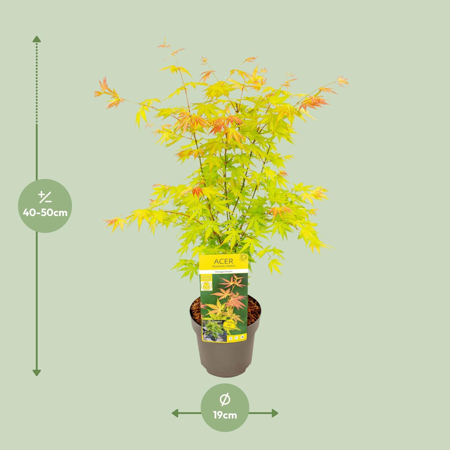Son & koot Acer palmatum Orange Dream (8718182410594)