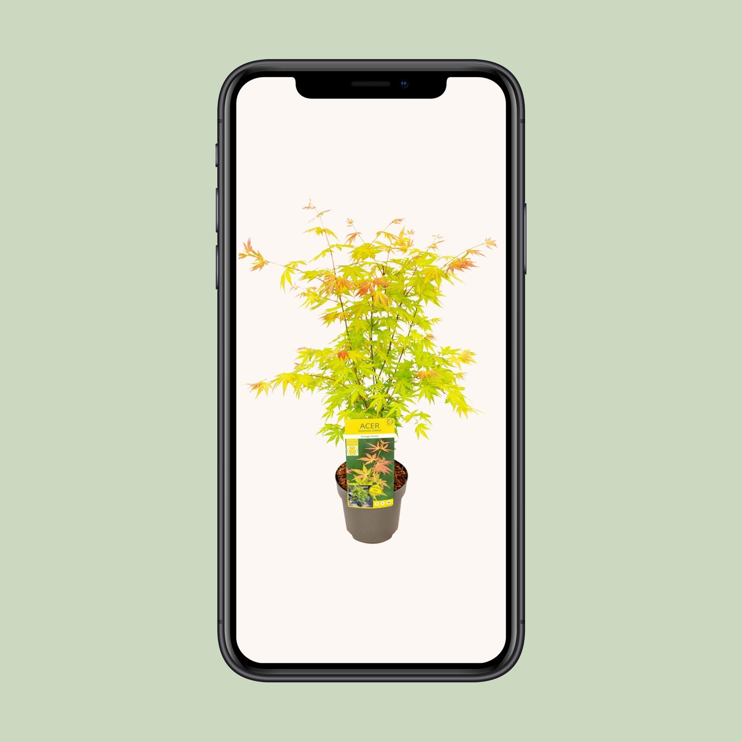 Son & koot Acer palmatum Orange Dream (8718182410594)