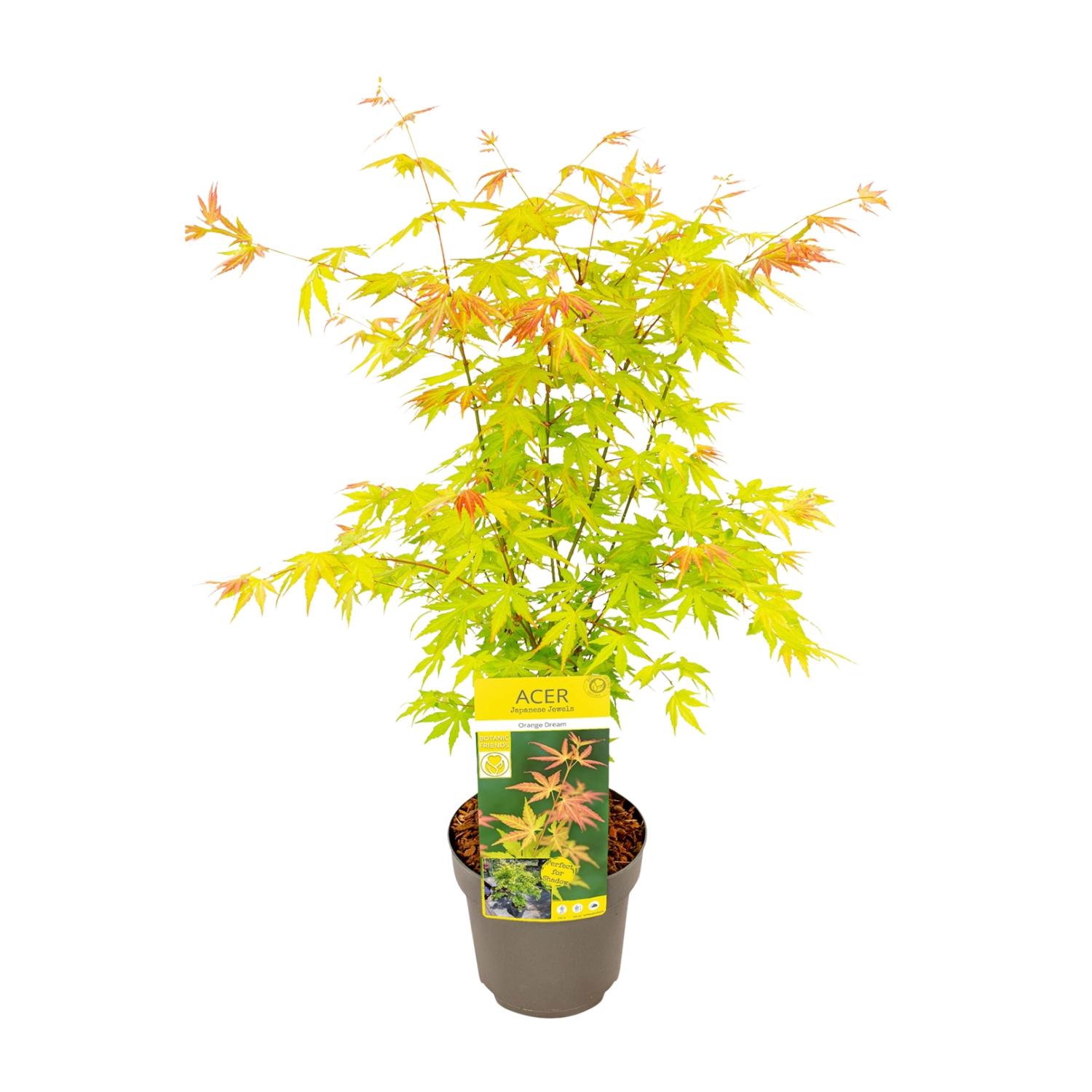 Son & koot Acer palmatum Orange Dream (8718182410594)