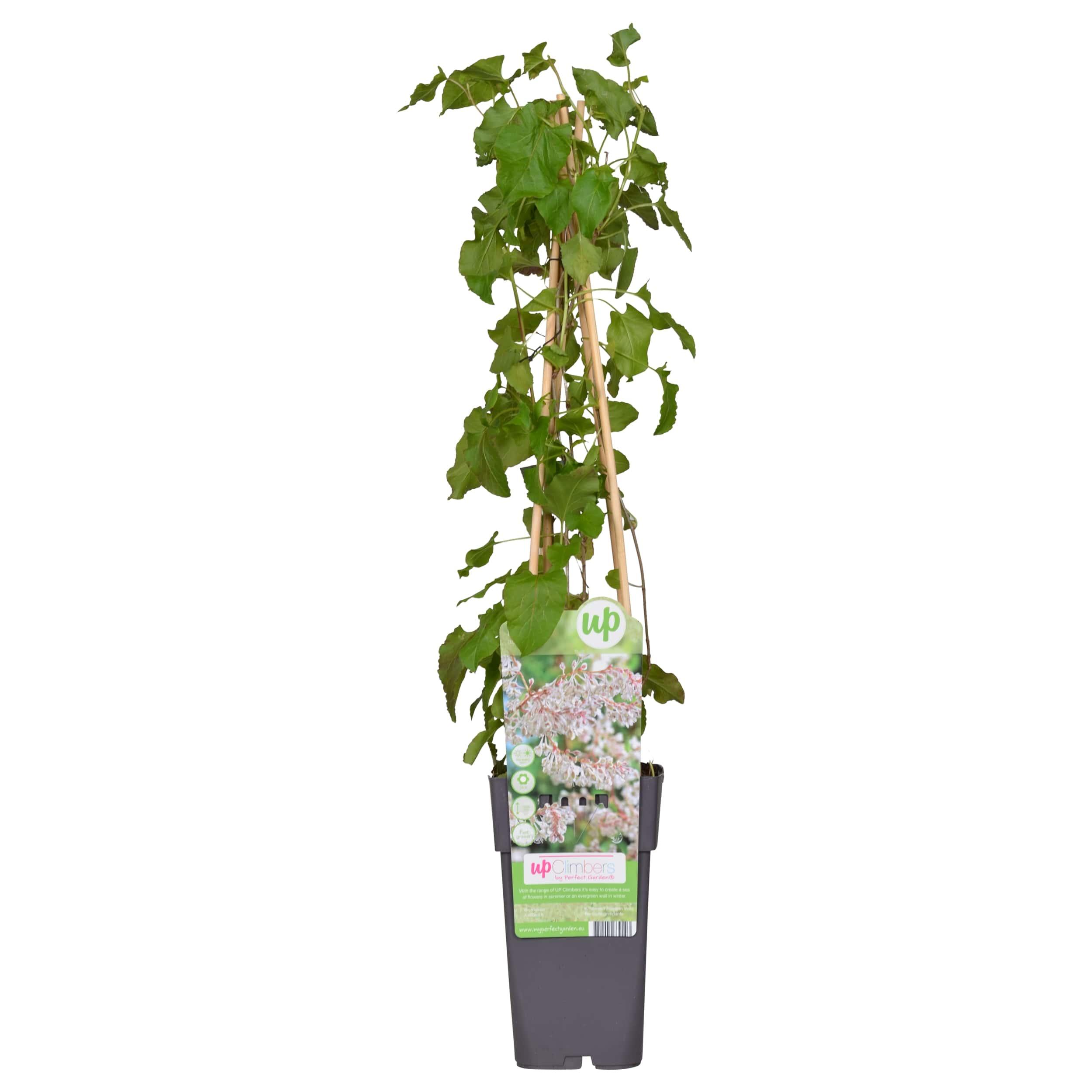 Hoogeveen Fallopia baldschuanica - Bruidsluier (8712044839103)