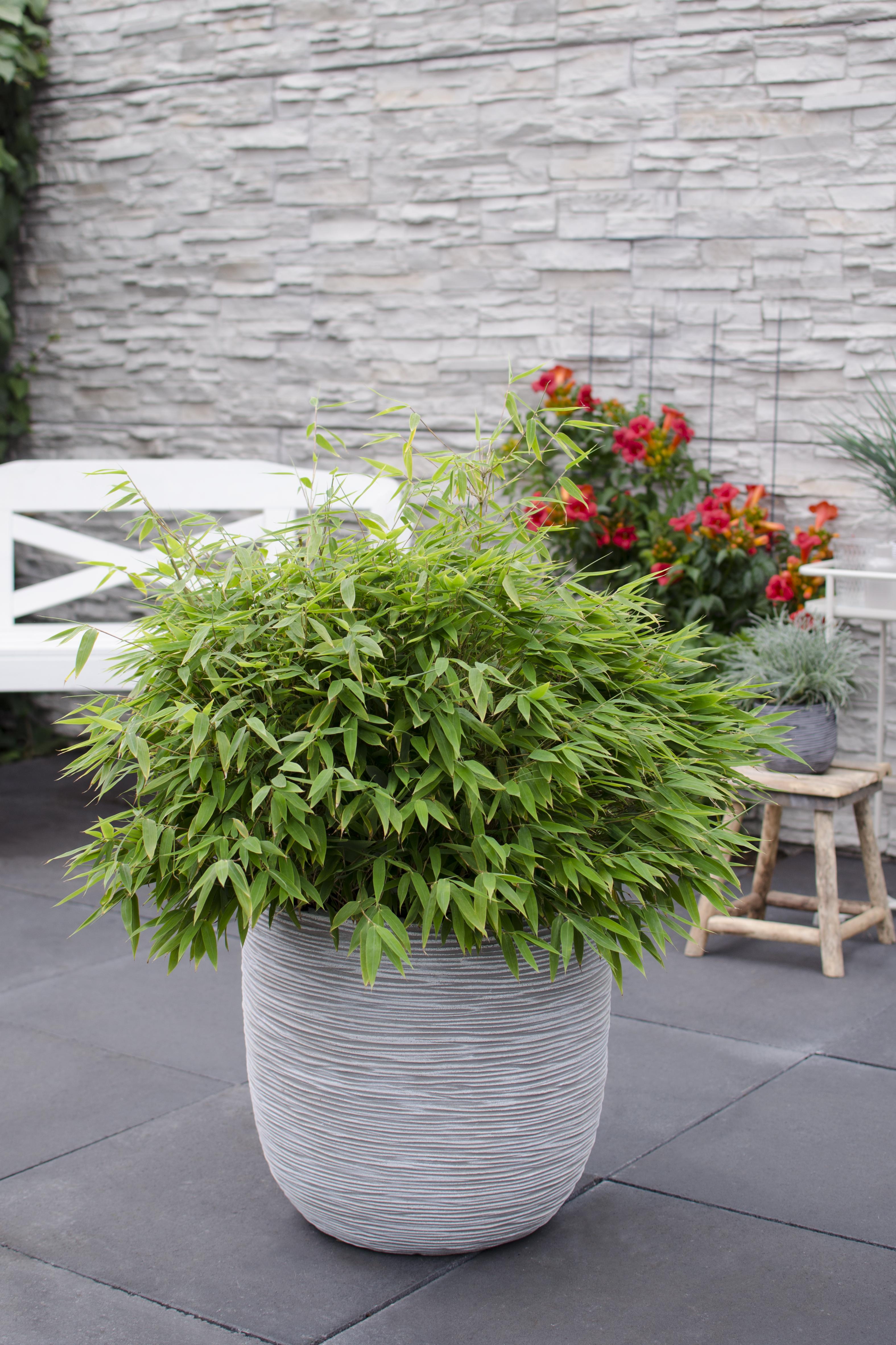 Hoogeveen Fargesia 'Moontears'Â® Boobux - Compact groeiend, niet woekerende bamboe (8720604874259)