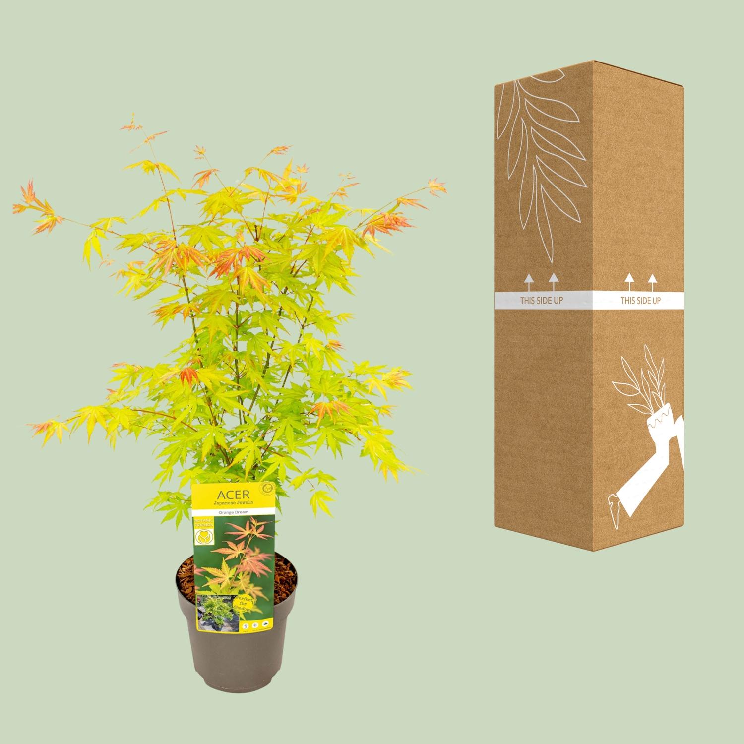 Son & koot Acer palmatum Orange Dream (8718182410594)
